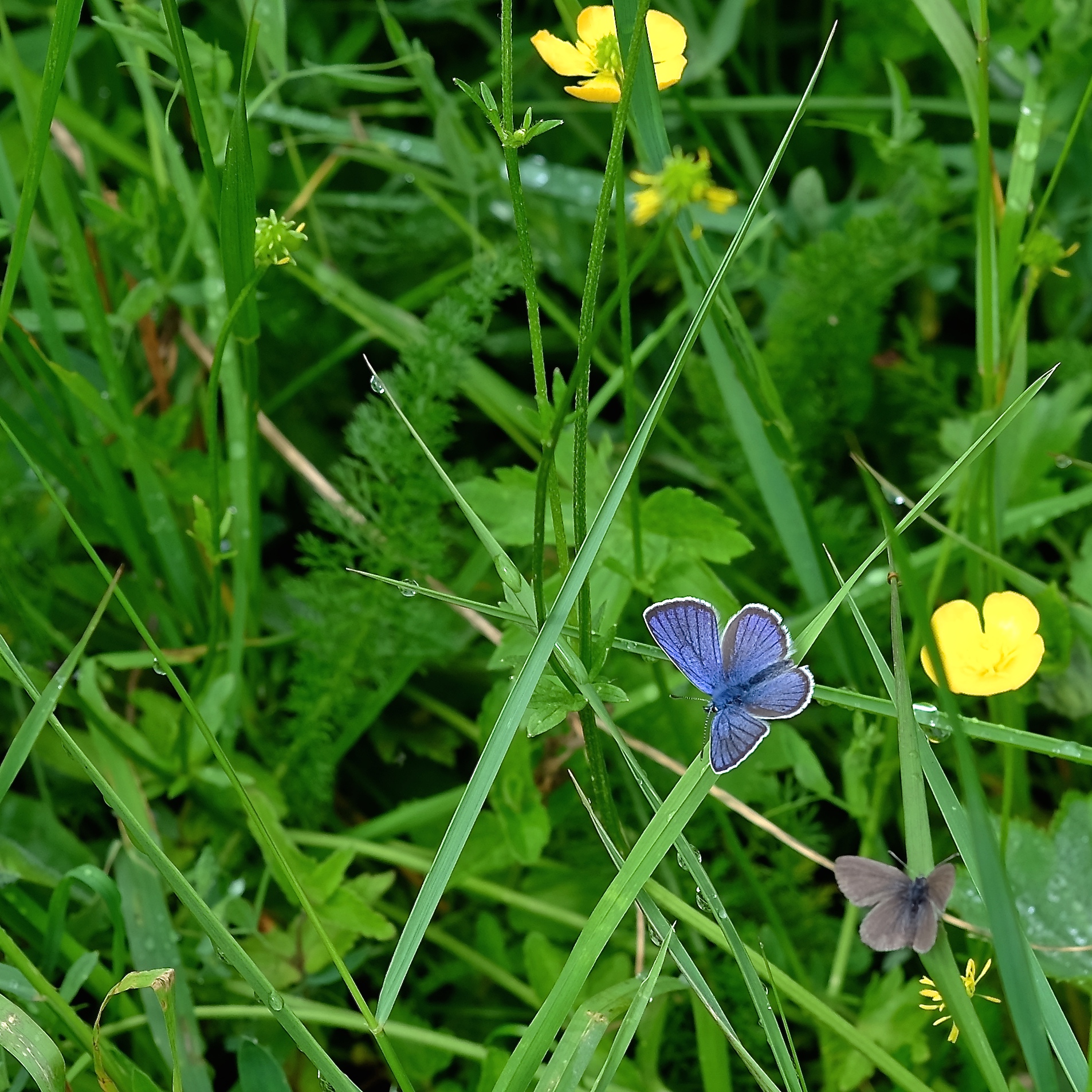Alpine meadow in May