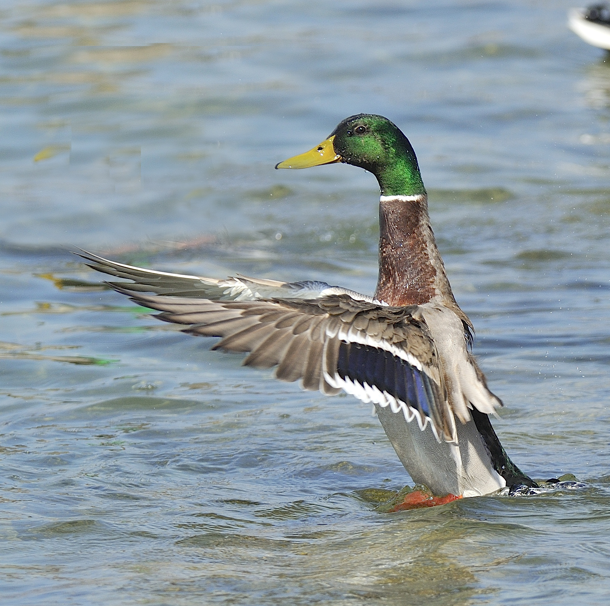 ginnastica mattutina