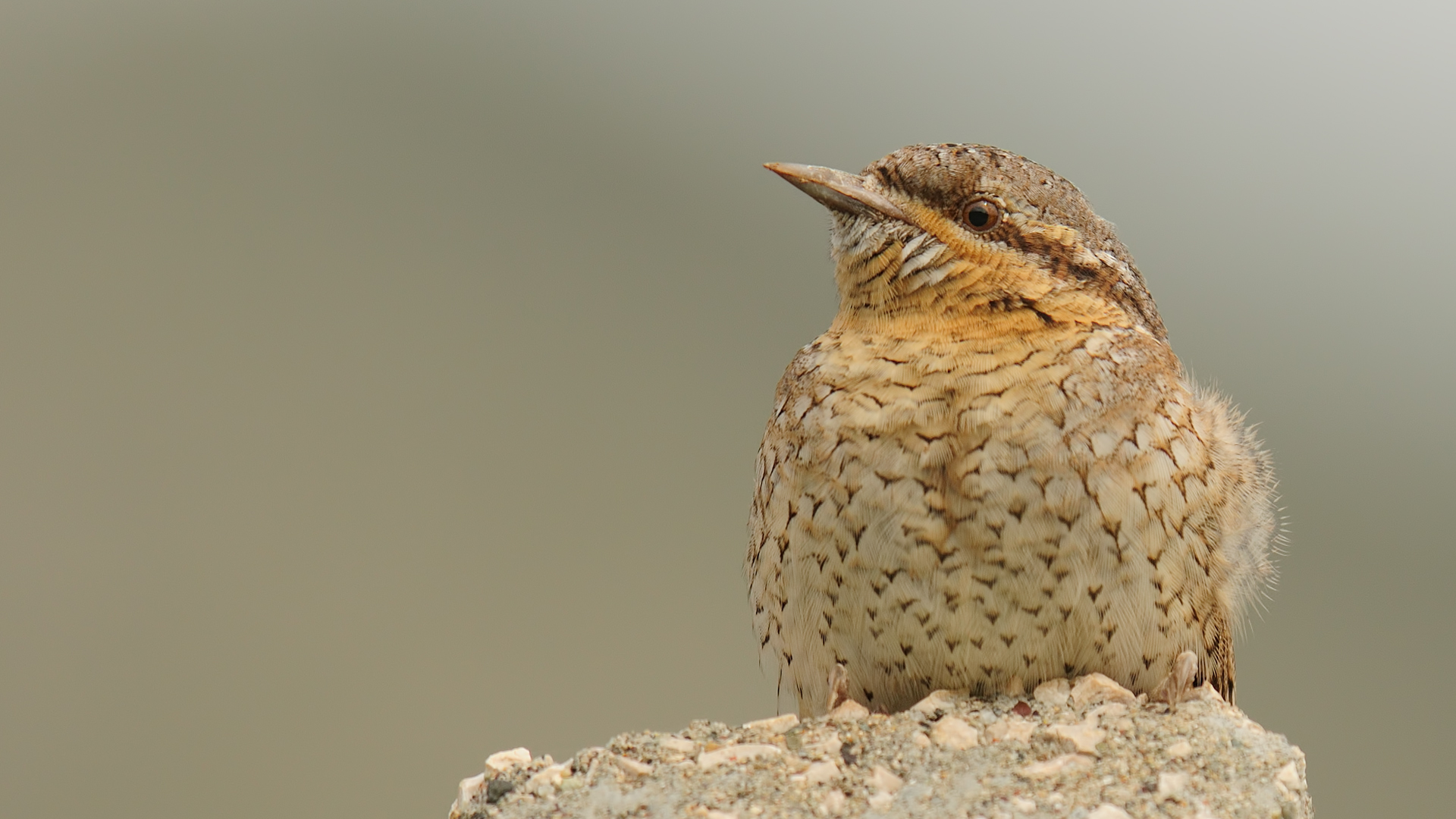 Boyunçeviren »Jynx torquilla» Torcicollo ...