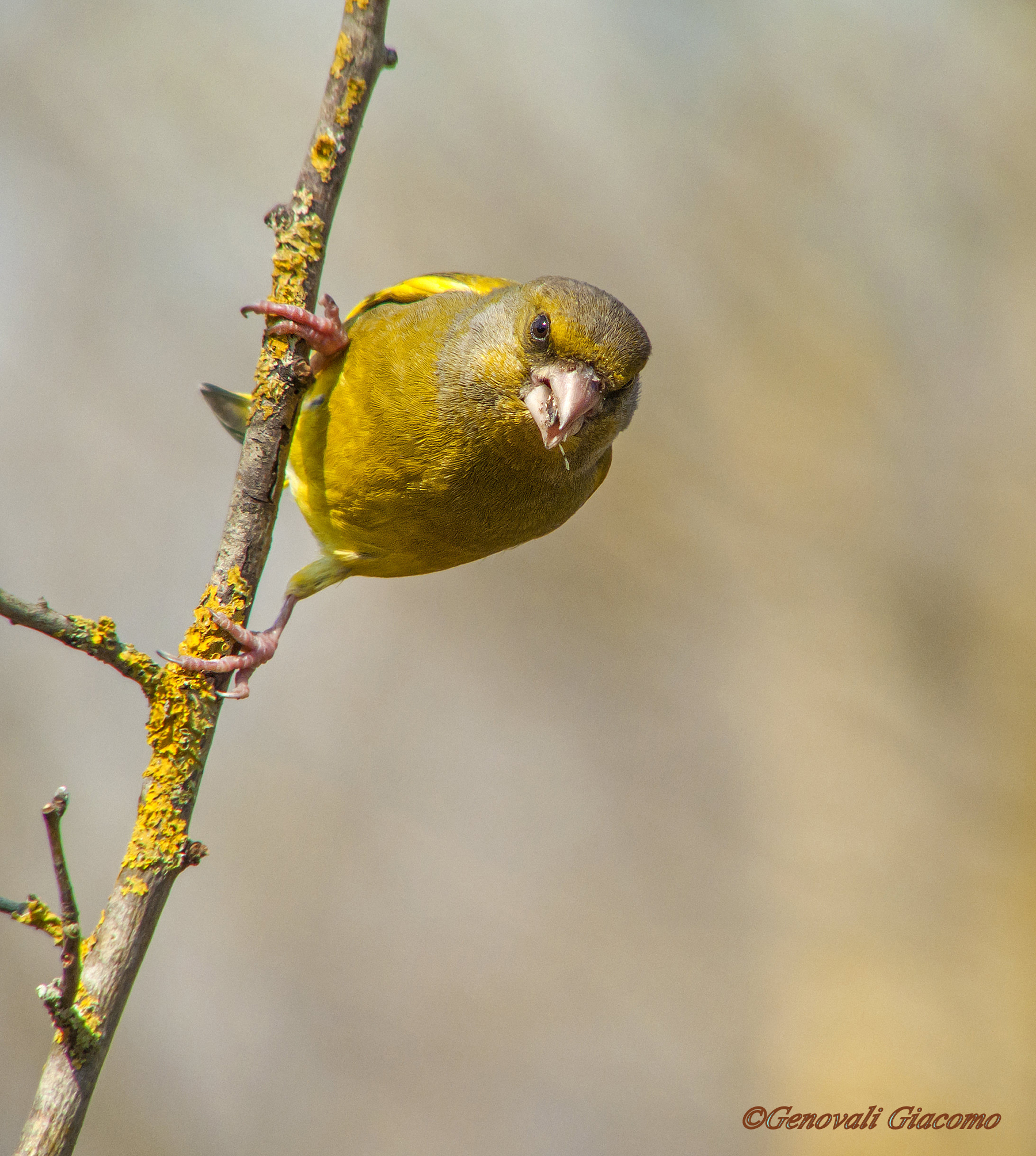 che avete da guardare?