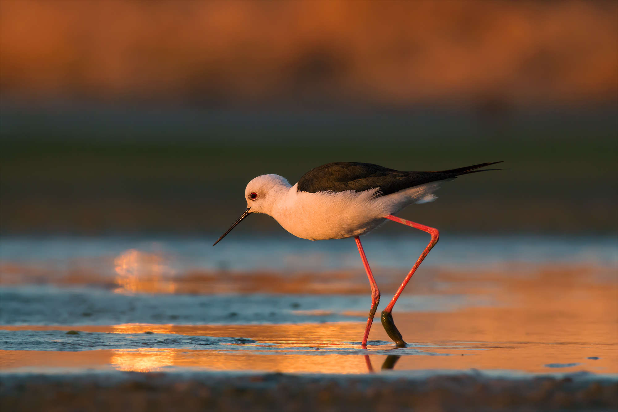 Cavaliere al tramonto