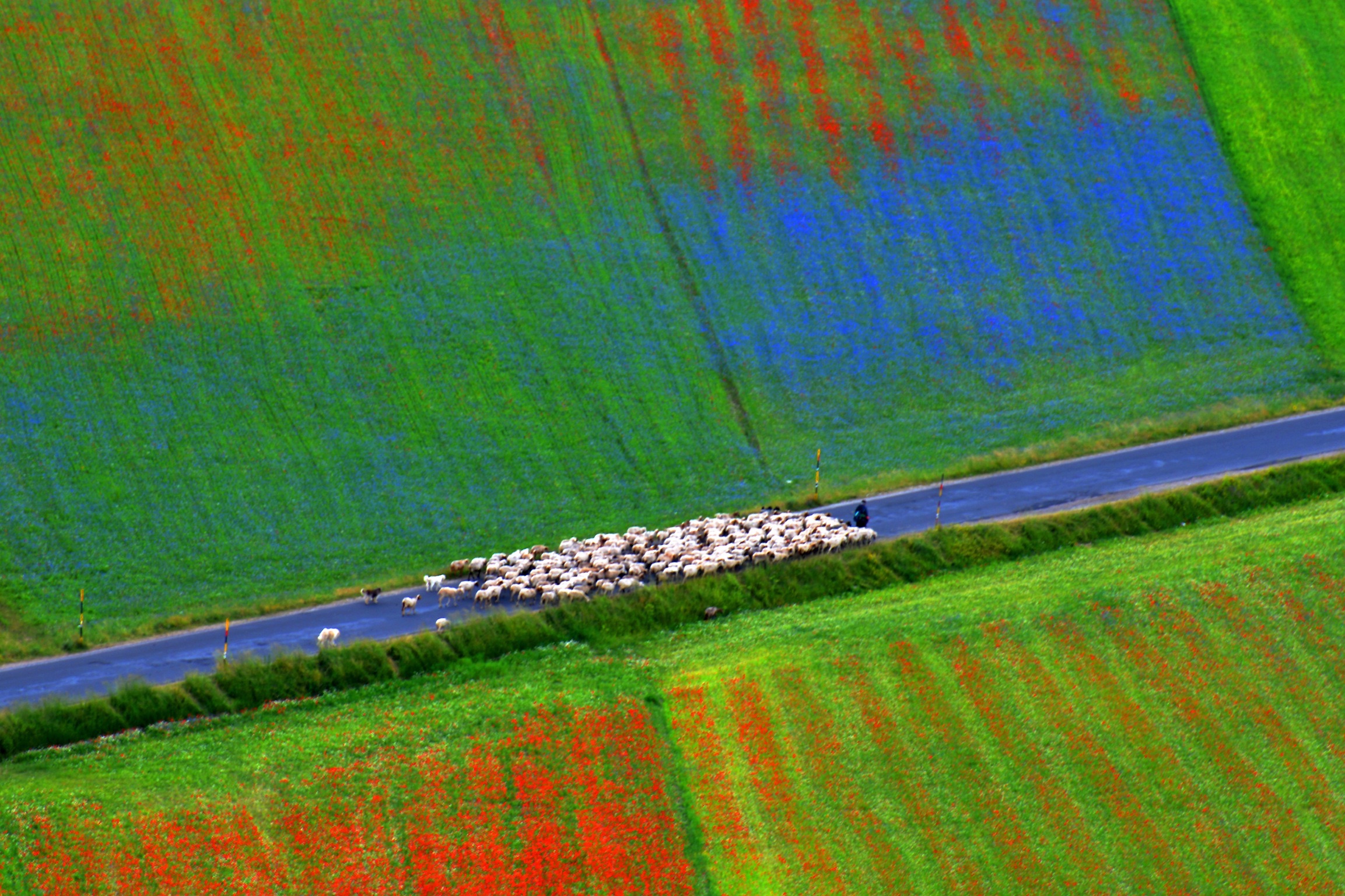 Flock of sheep in Castelluccio 2