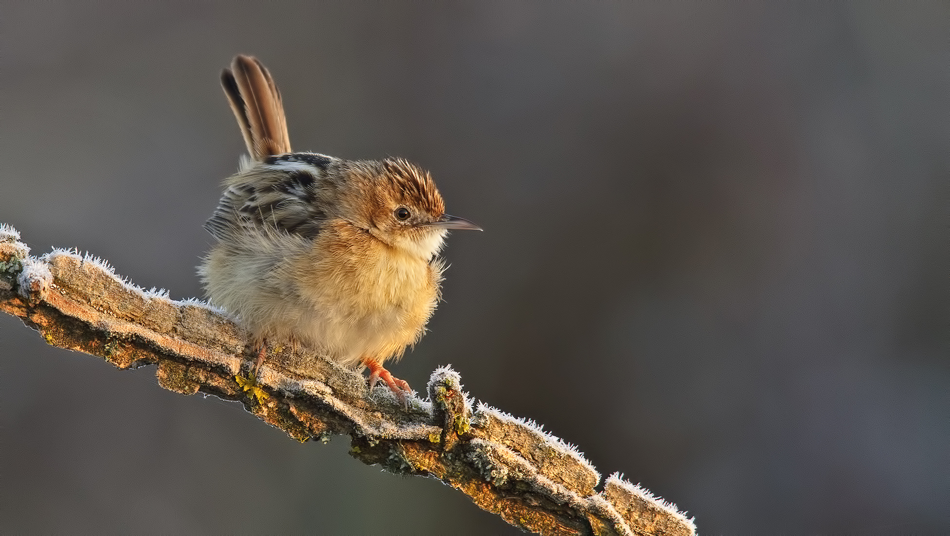 Beccamoschino...con ghiaccio