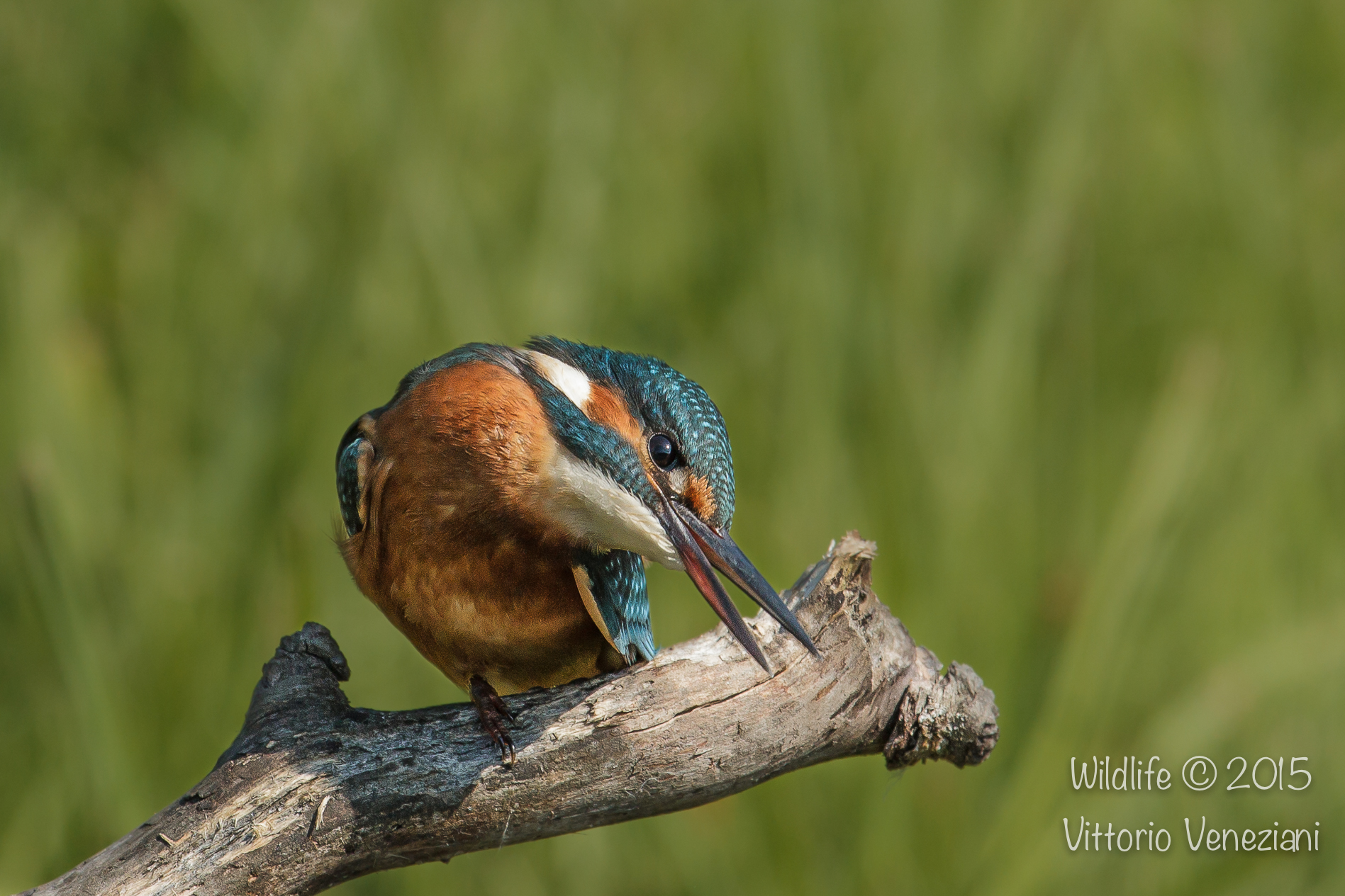 Kingfisher