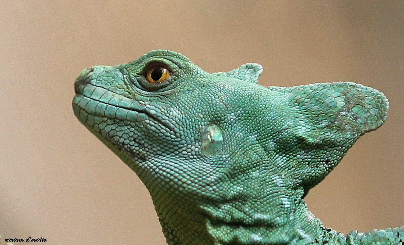 L'originale Sdentato di Dragon Trainer: Basilisco