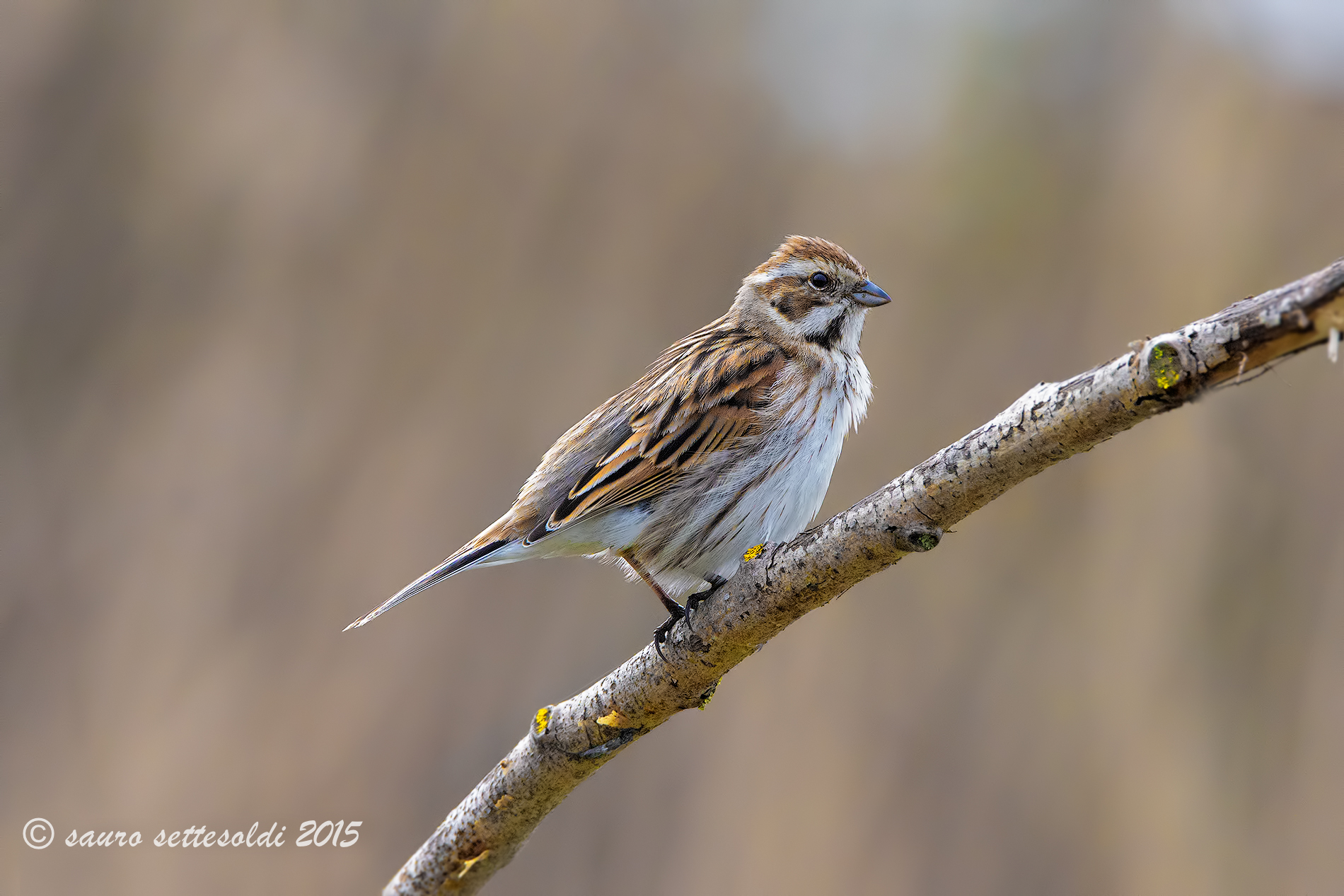 Mgliarino  di Palude