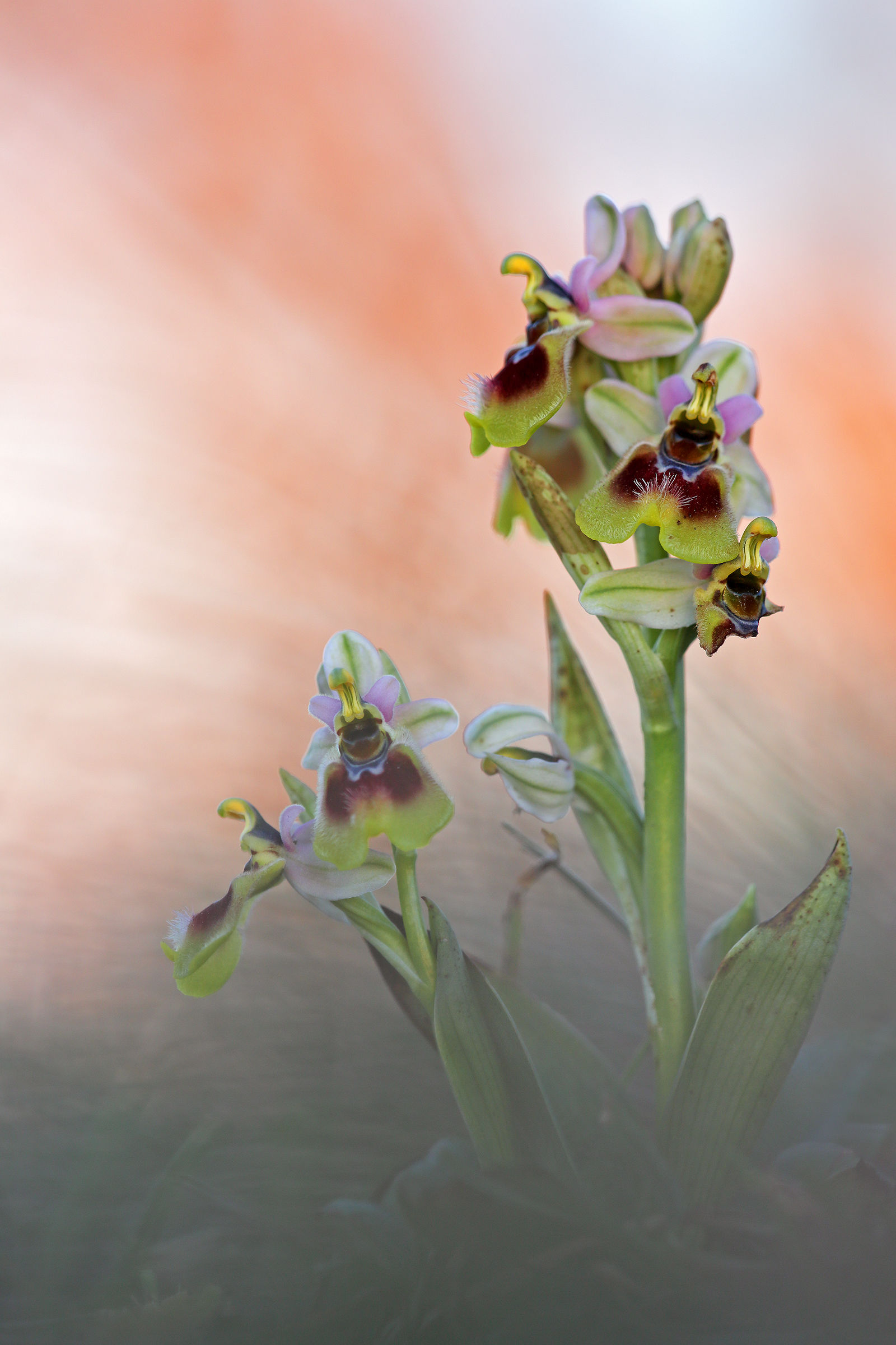 Ophrys tenthredinifera subsp. neglecta