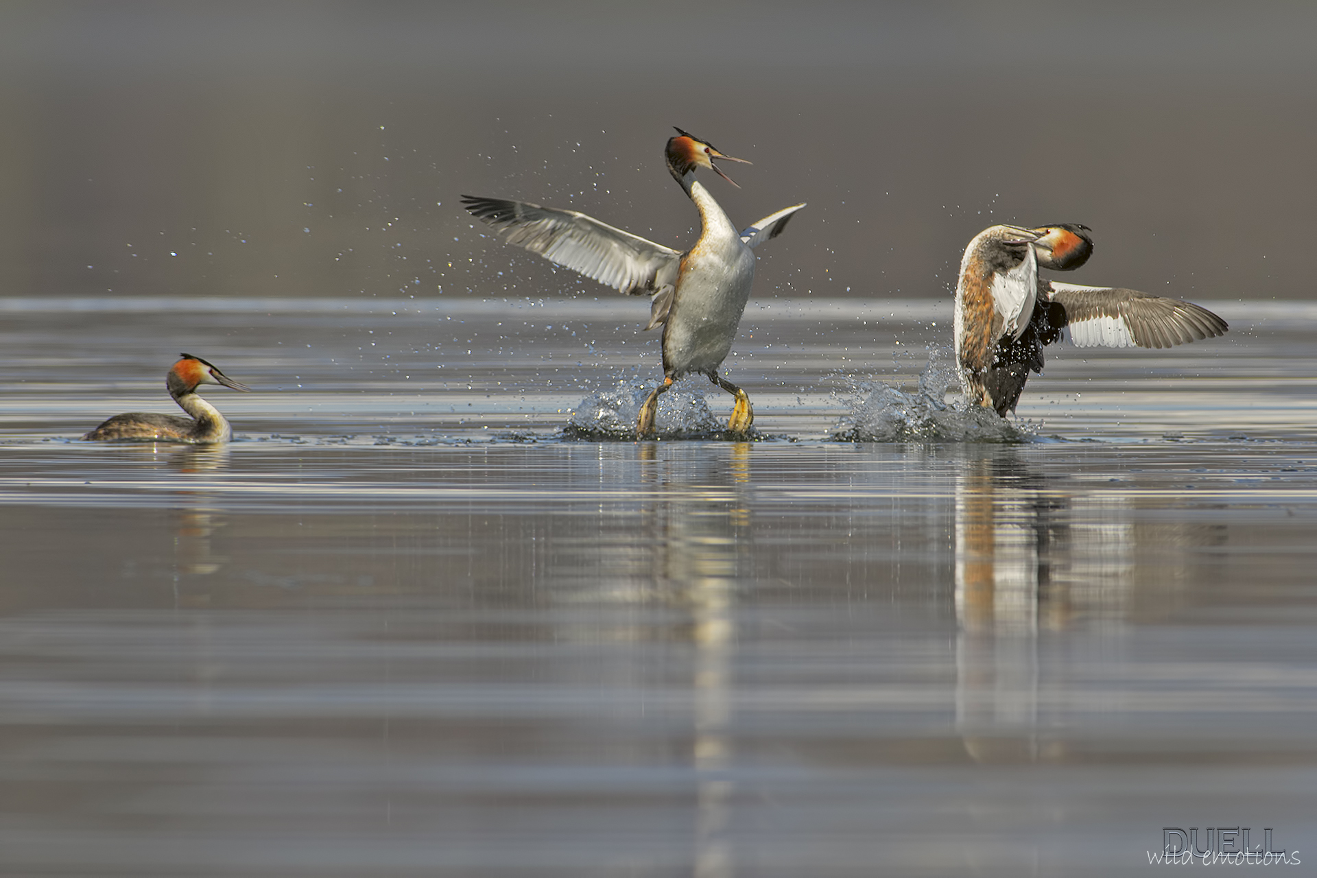 grebes fight club