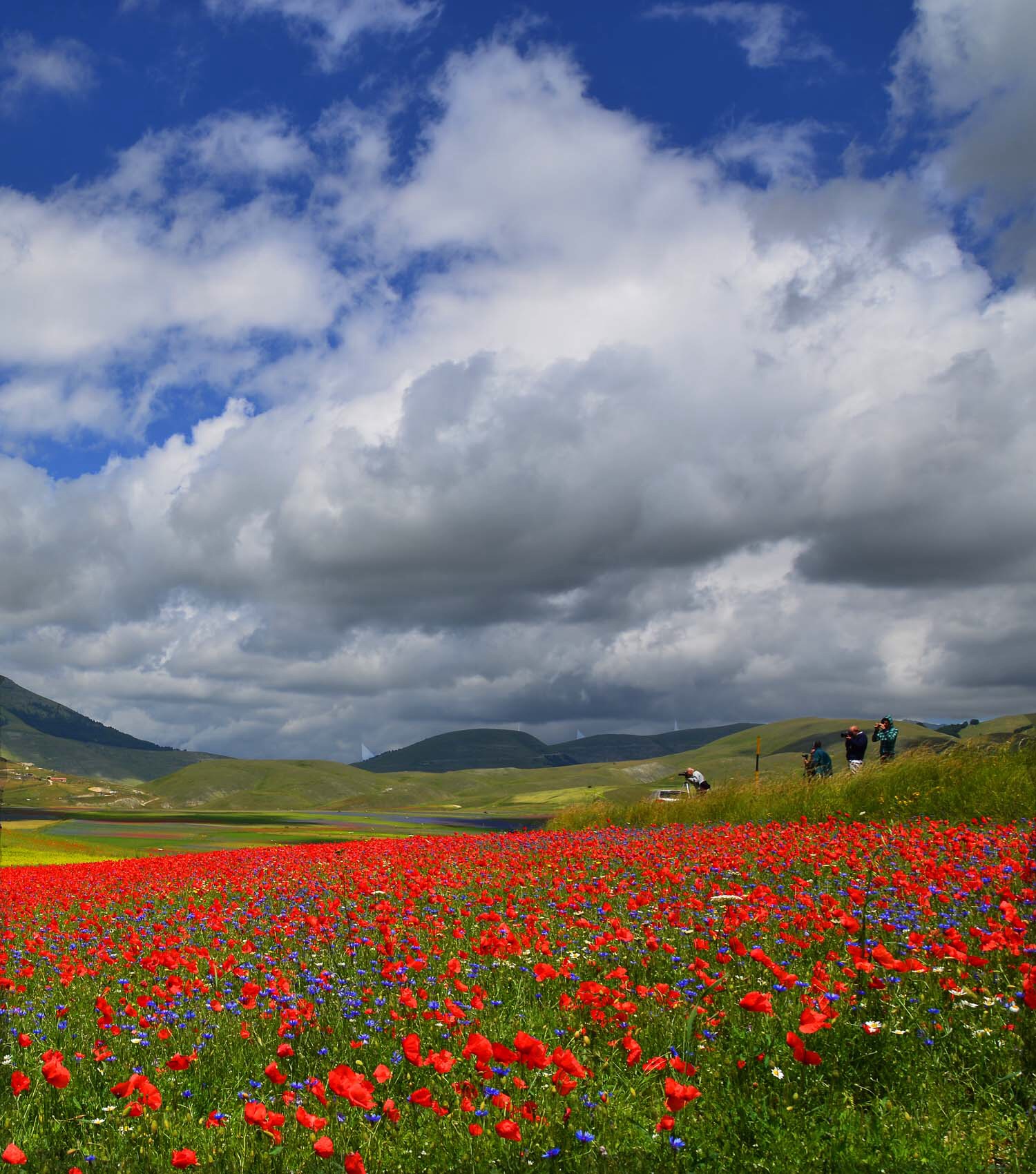 Blooming Castellluccio Norcia n.2