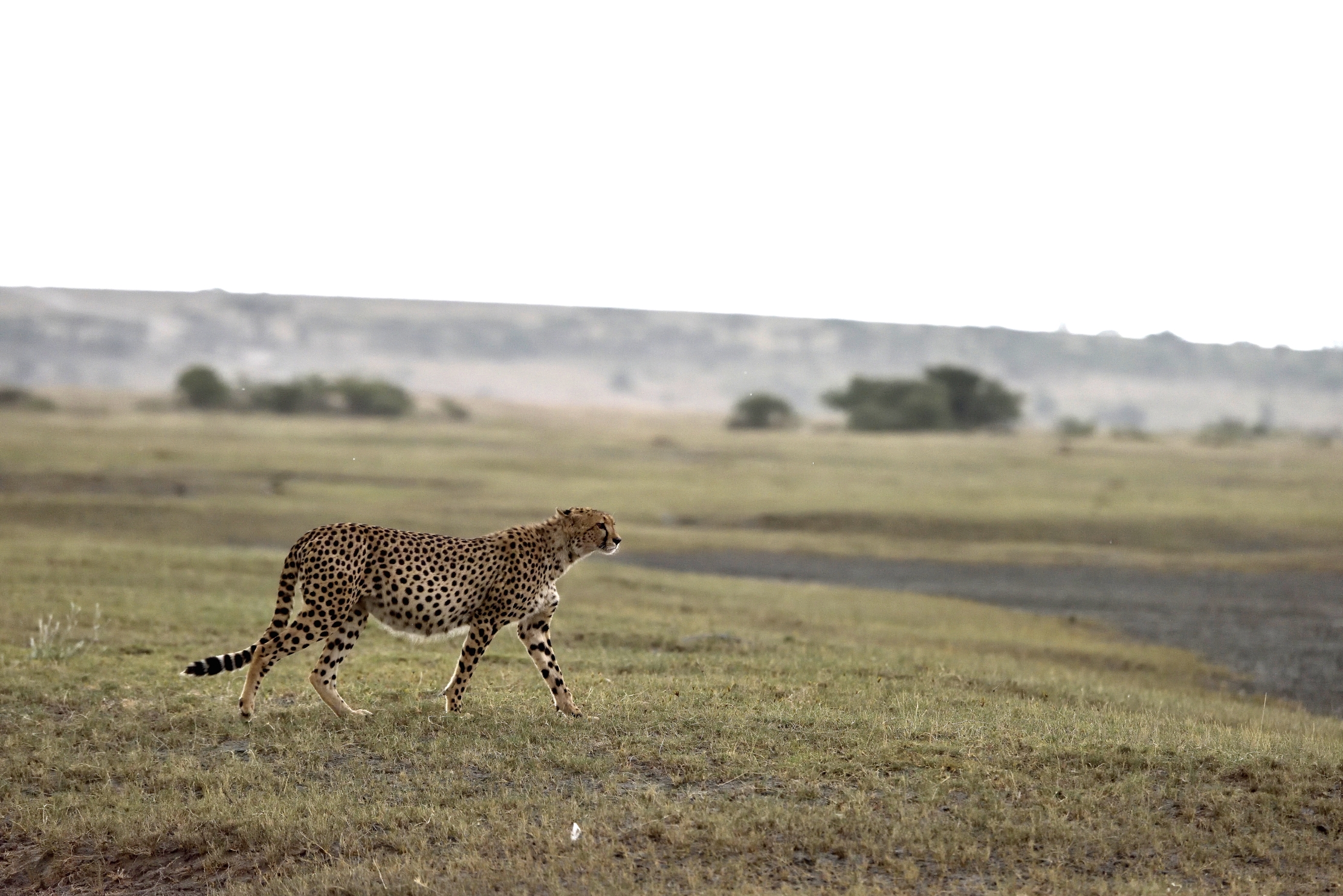 Tanzania 2015 - A walk in the evening