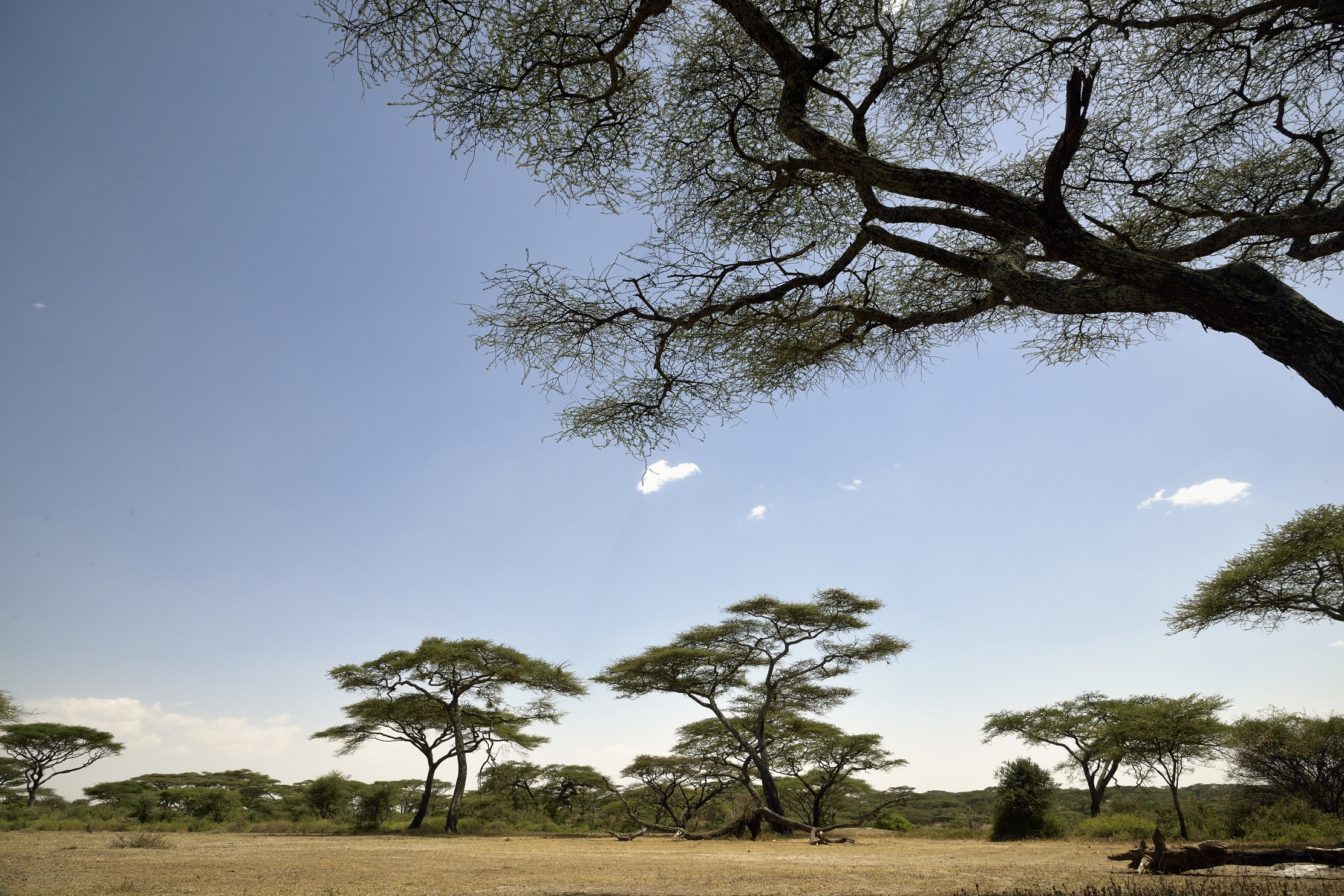 Tanzania 2015 - Ndutu