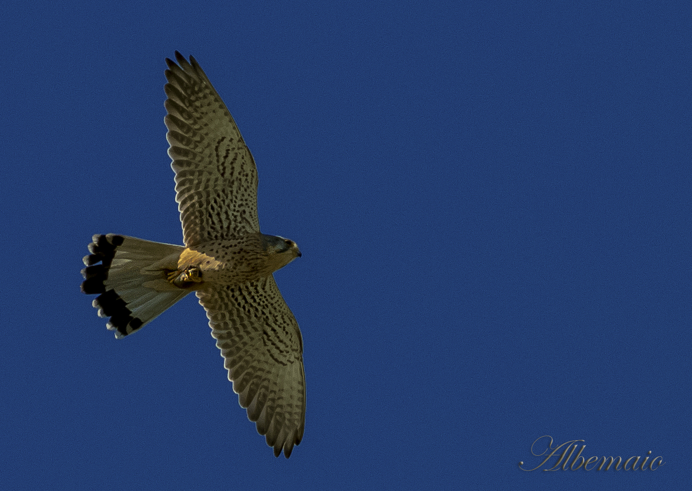Gheppio con preda
