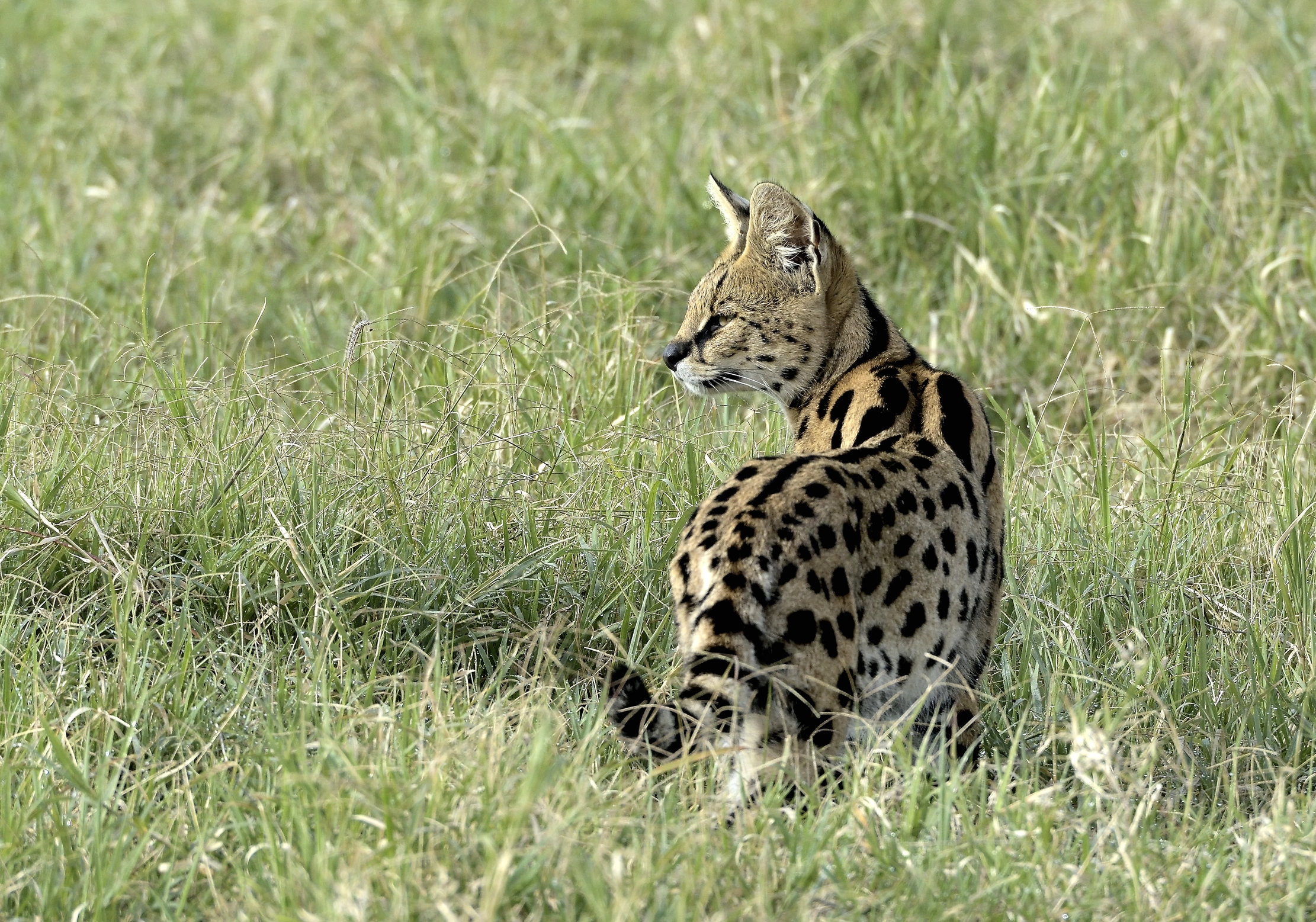 Tanzania 2015 - Serval