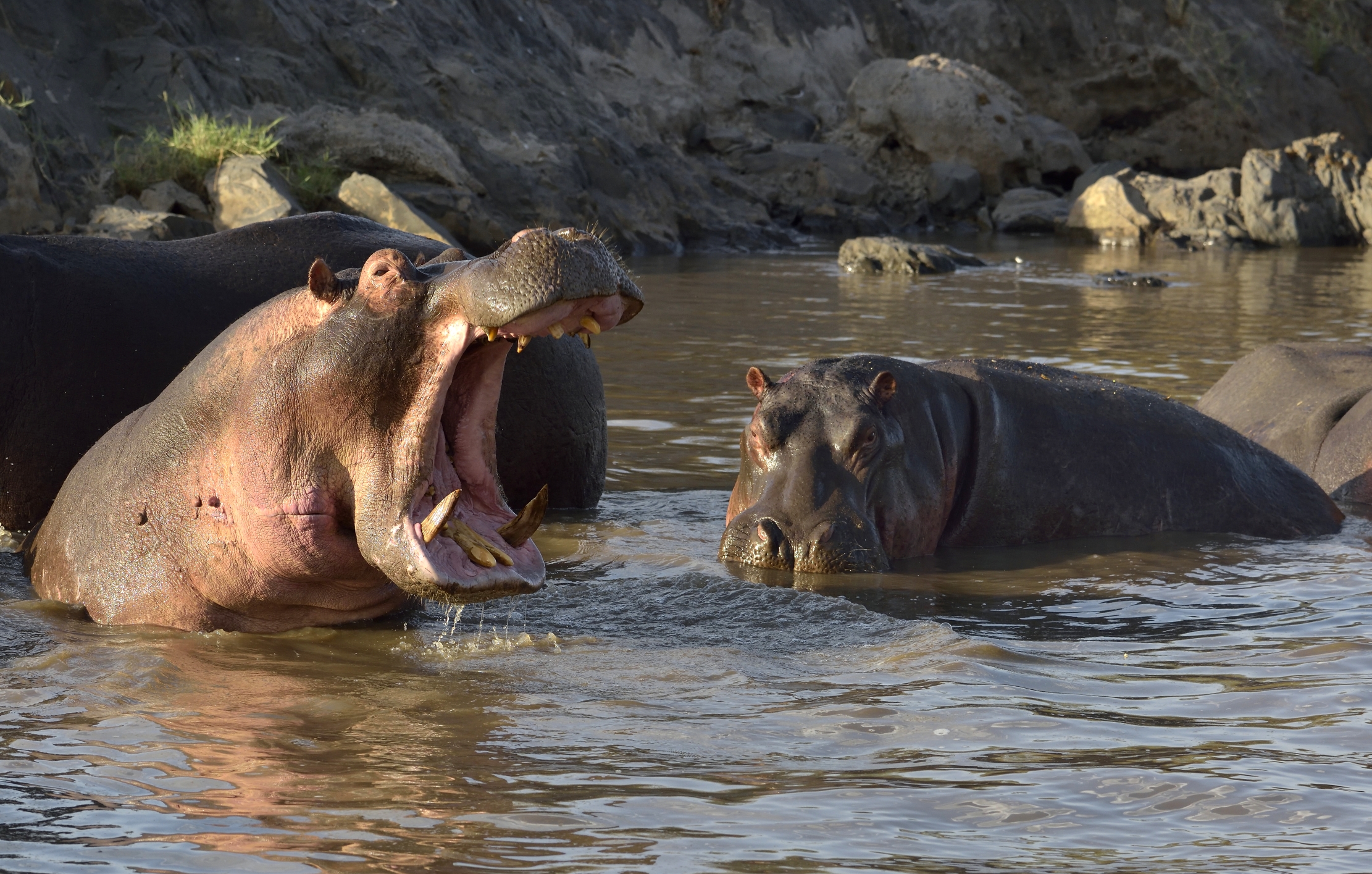 Tanzania 2015 - Te magno!!