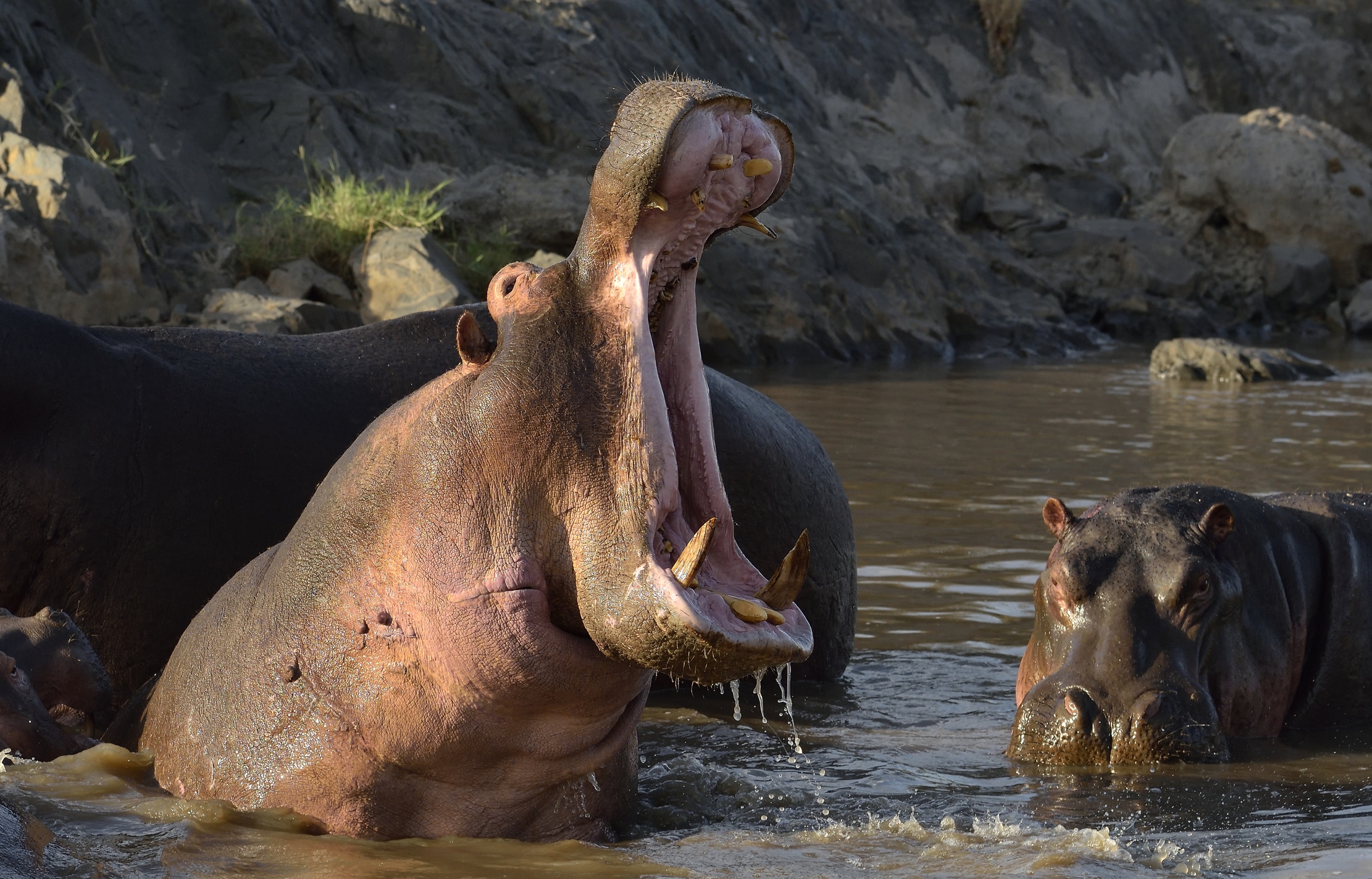 Tanzania 2015 - Ippo