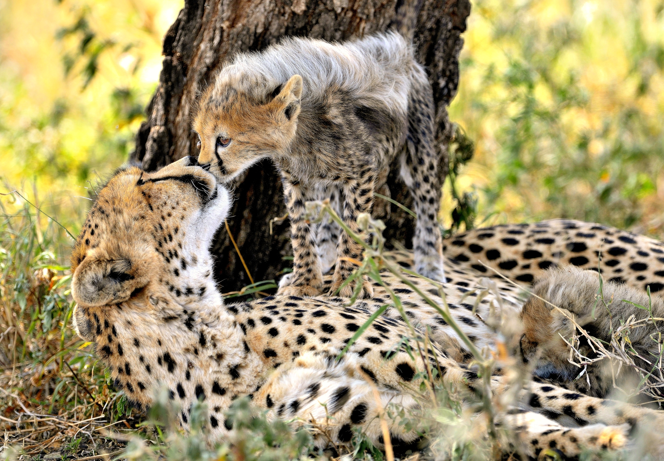 Tanzania 2015 - Bacini bacini