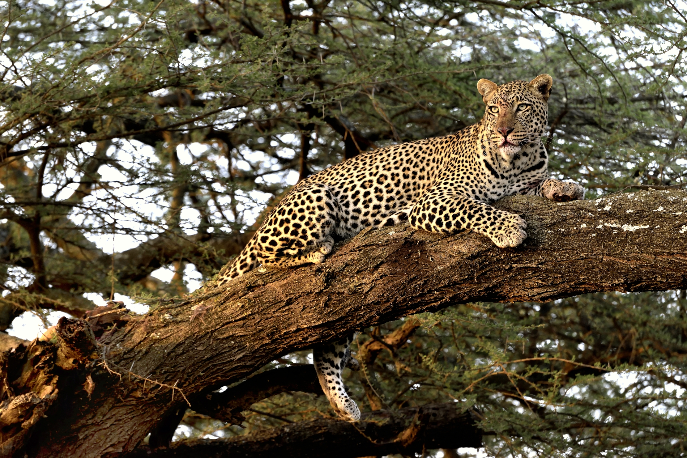 Tanzania 2015 - Leopardo