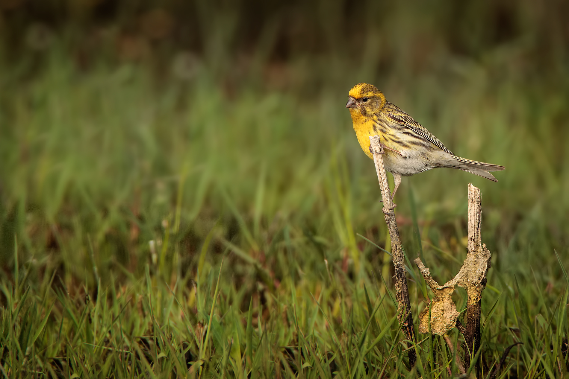 The Serin