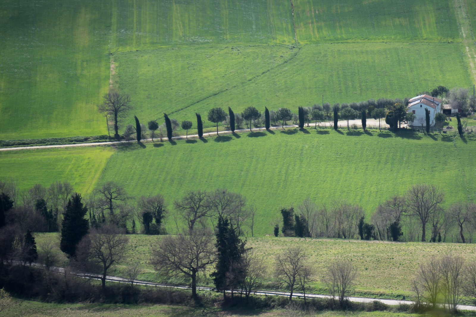 The way of cypresses