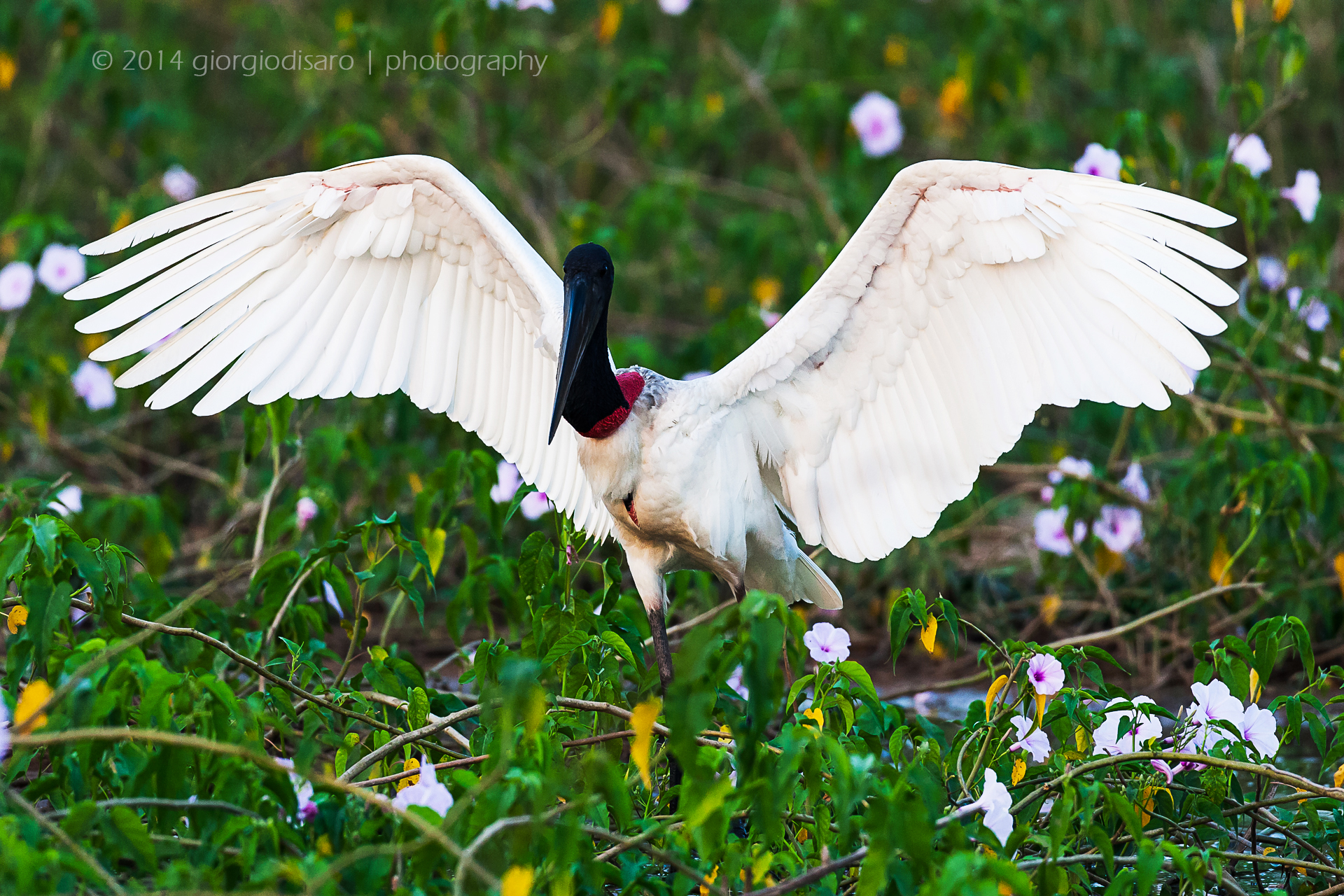 Jabiru