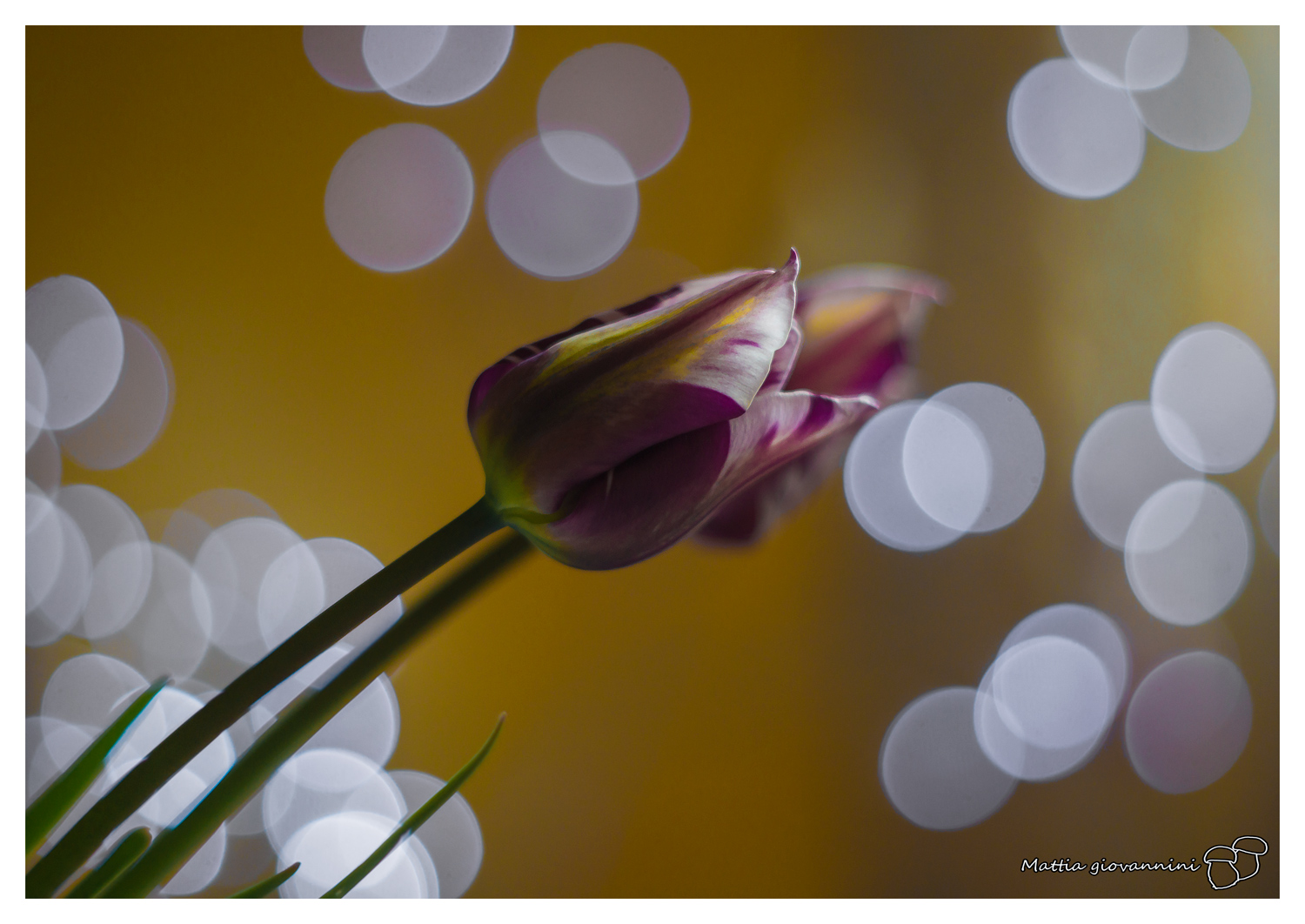 tulipani e bokeh