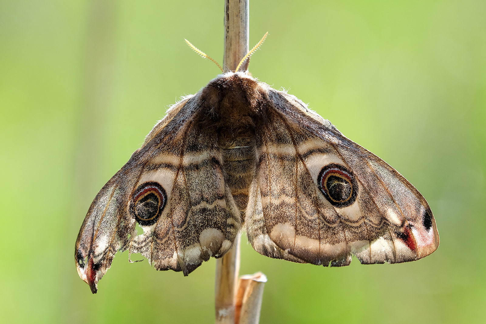 un aiuto per l'identificazione
