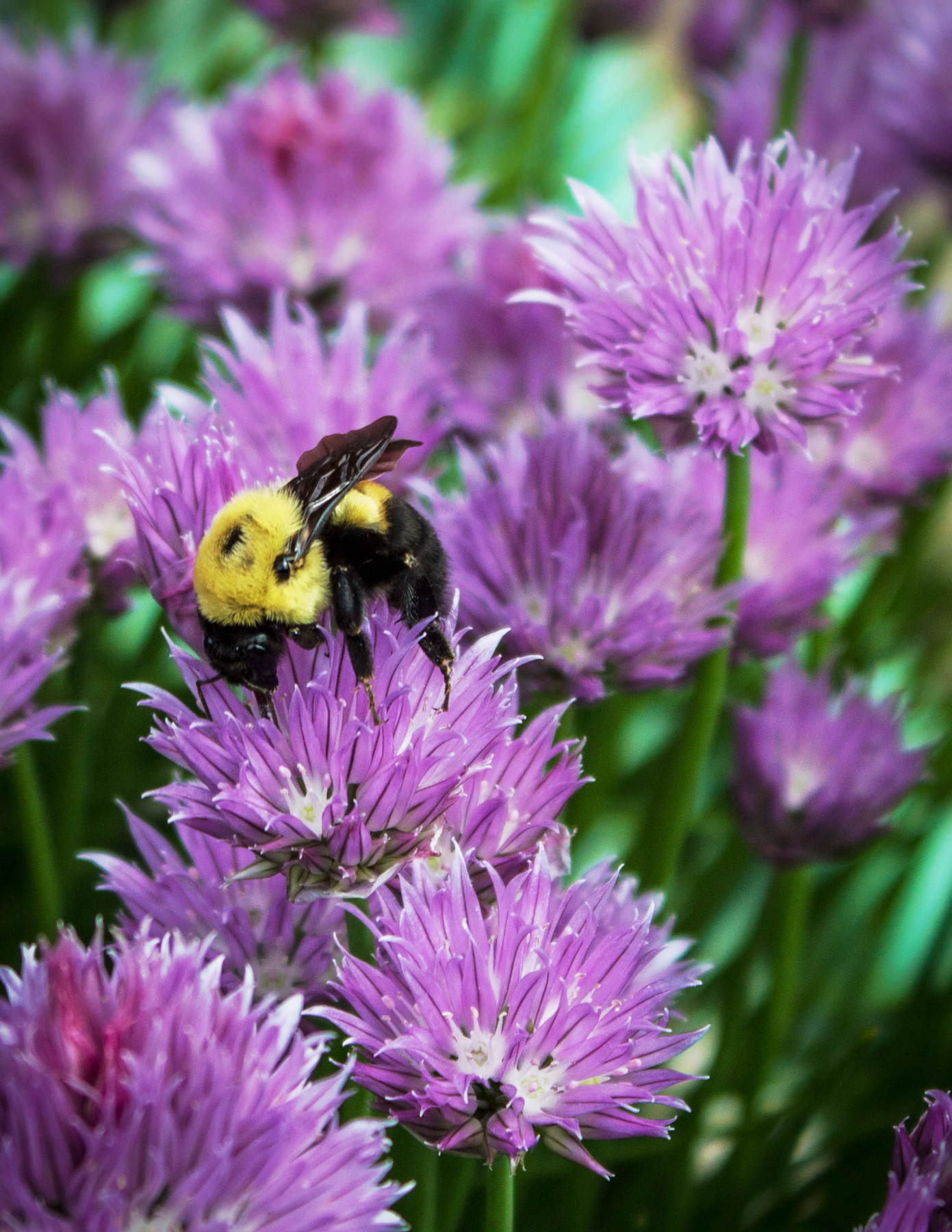 Bee ed erba cipollina