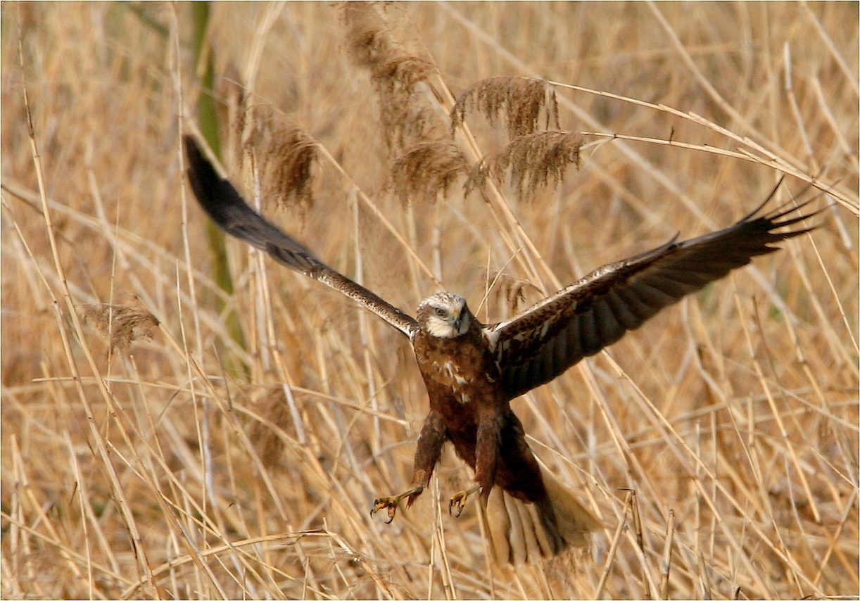 ,, falco di palude ,,