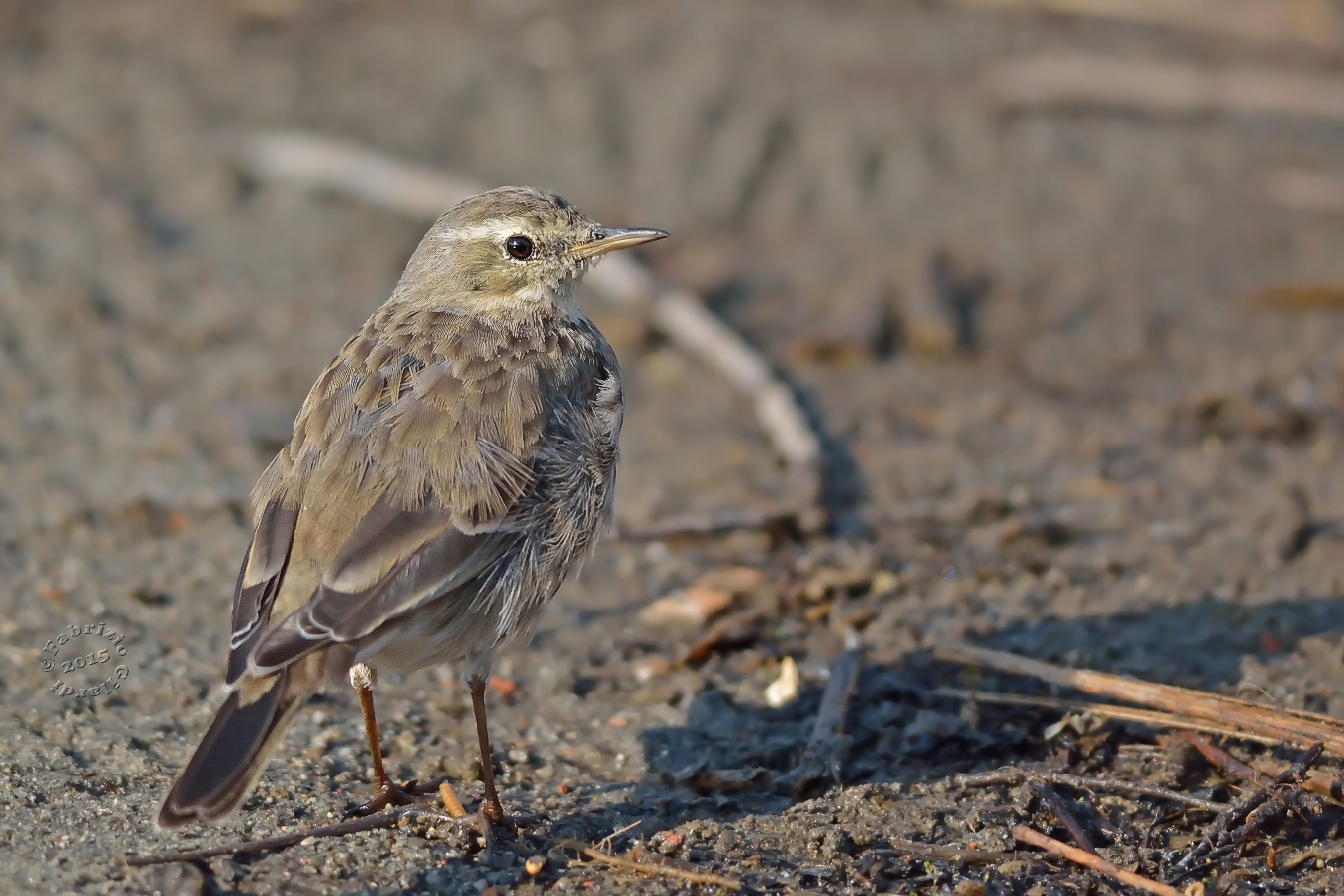 Spioncello (Anthus spinoletta)