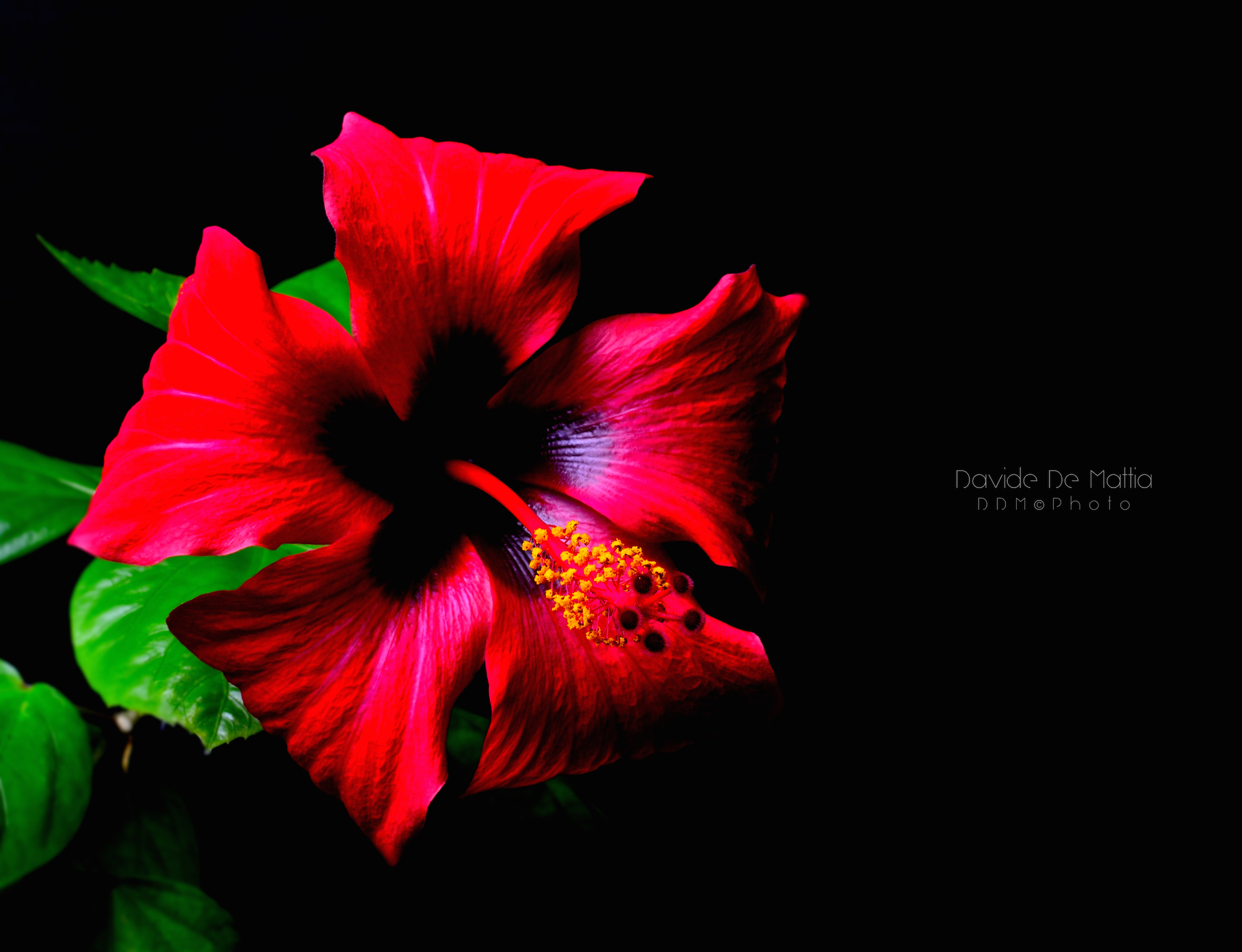 Il 1° fiore dell'anno