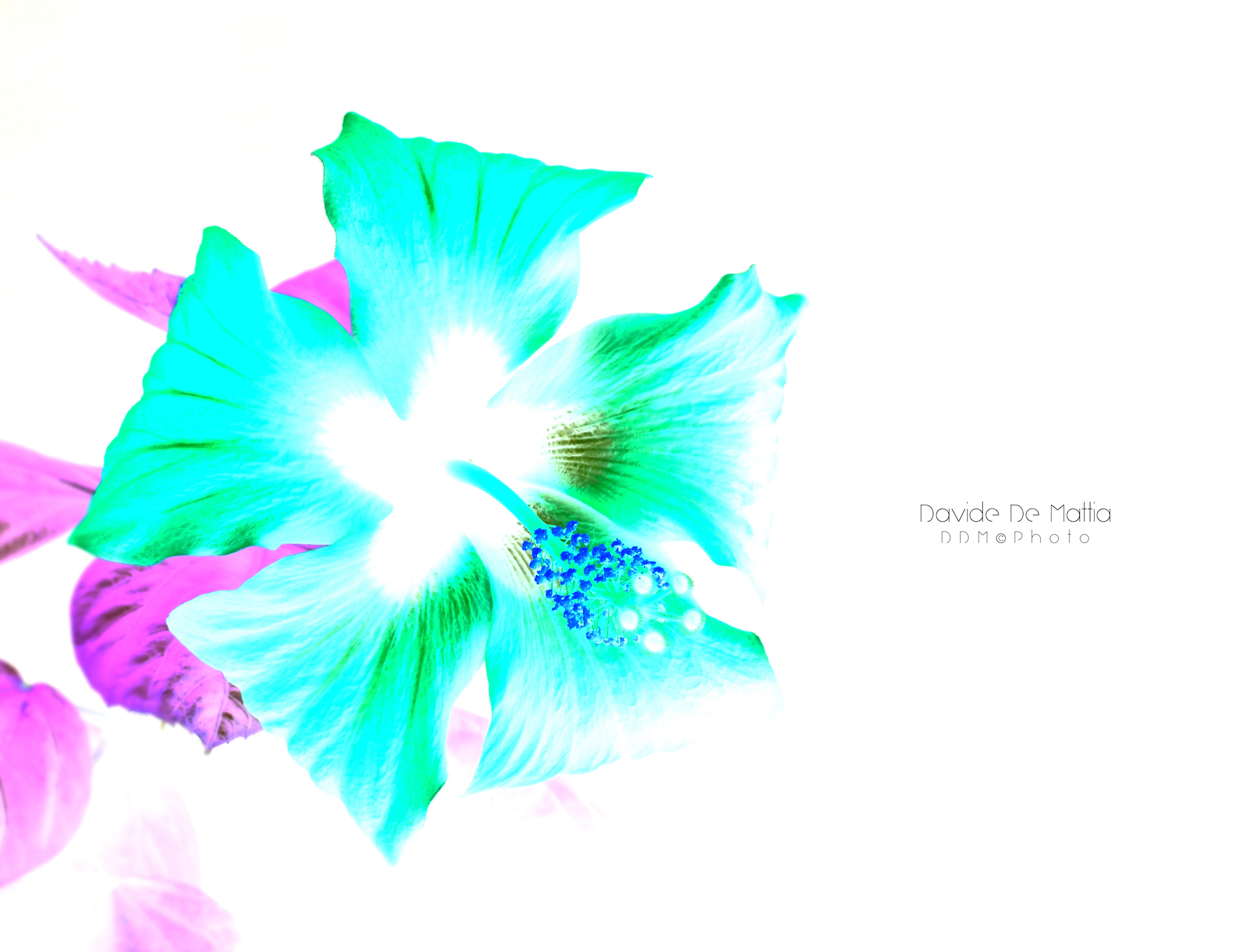 Il 1° fiore dell'anno _rivisitazione