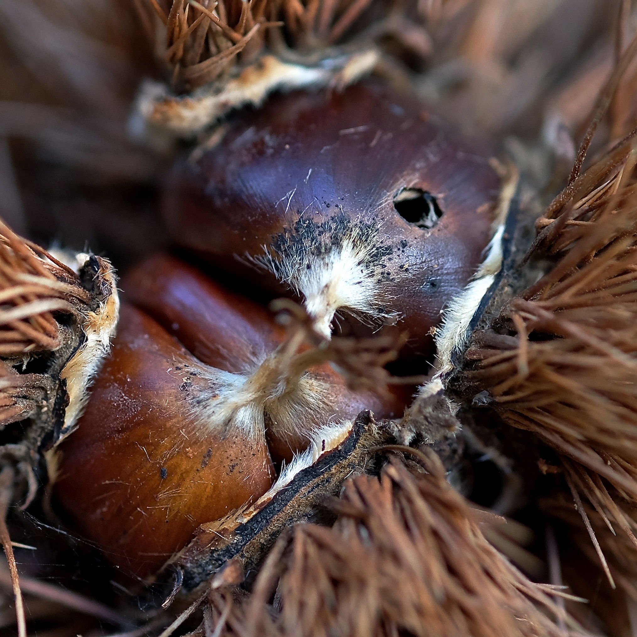 Chestnuts