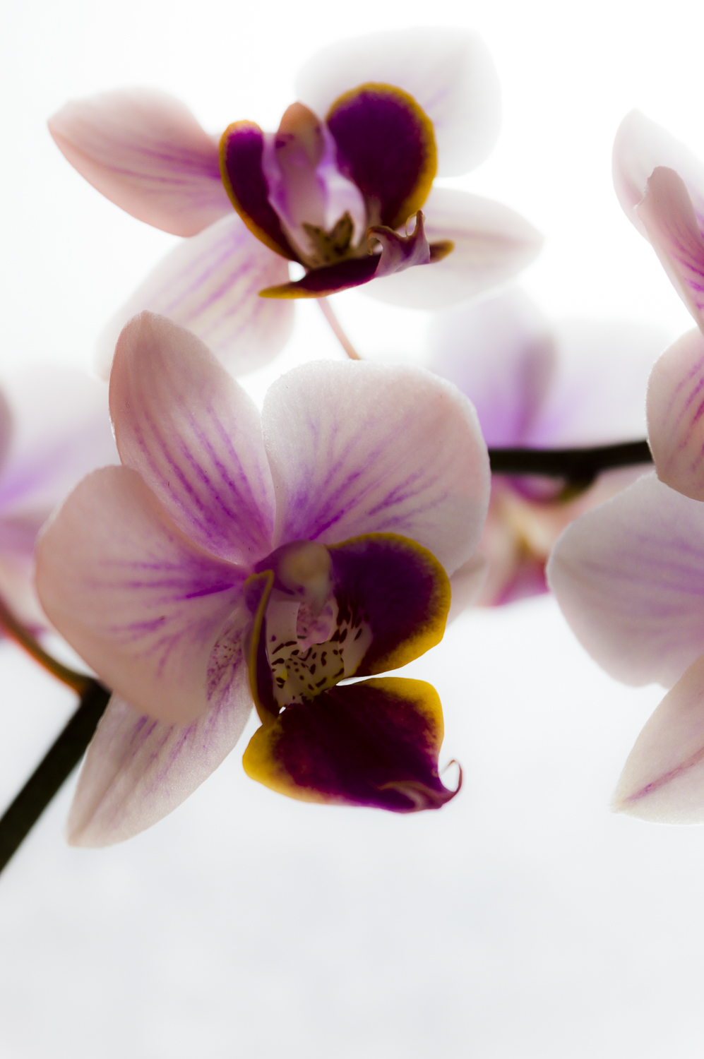 Phalaenopsis orchid