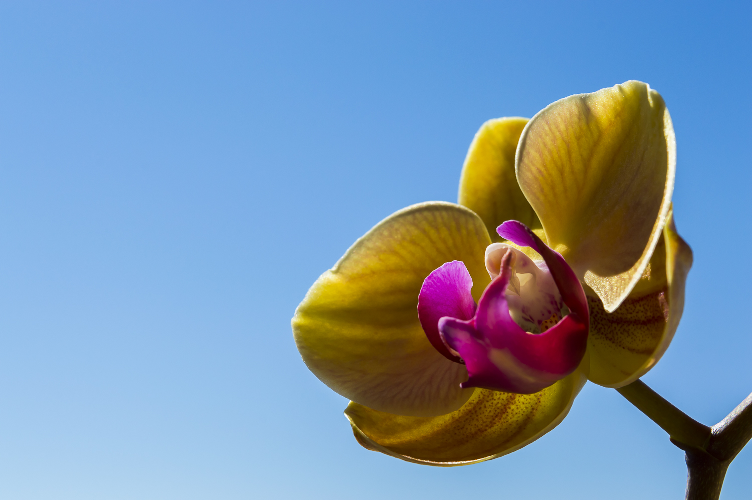 Phalaenopsis orchid