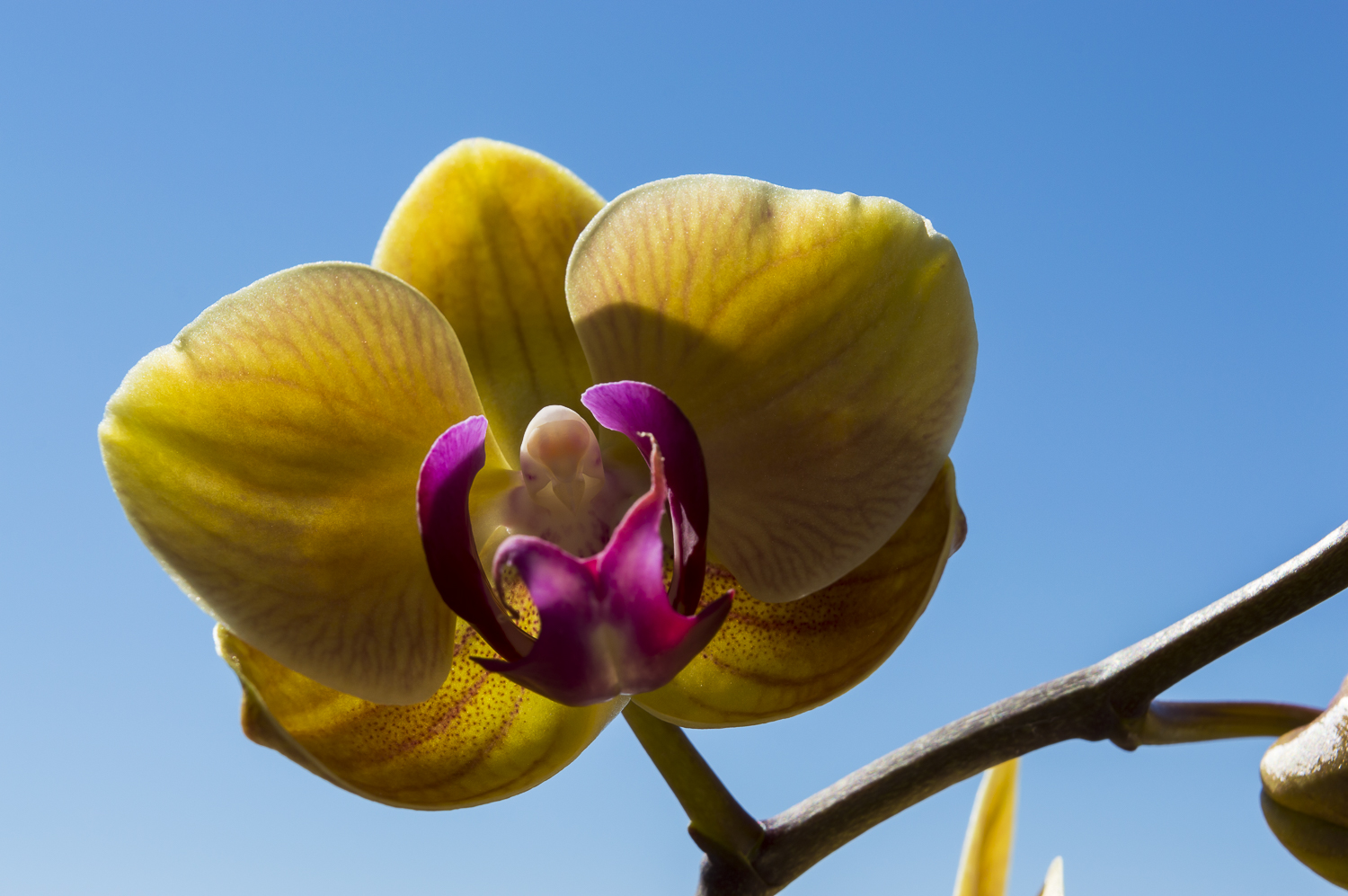 Phalaenopsis orchid