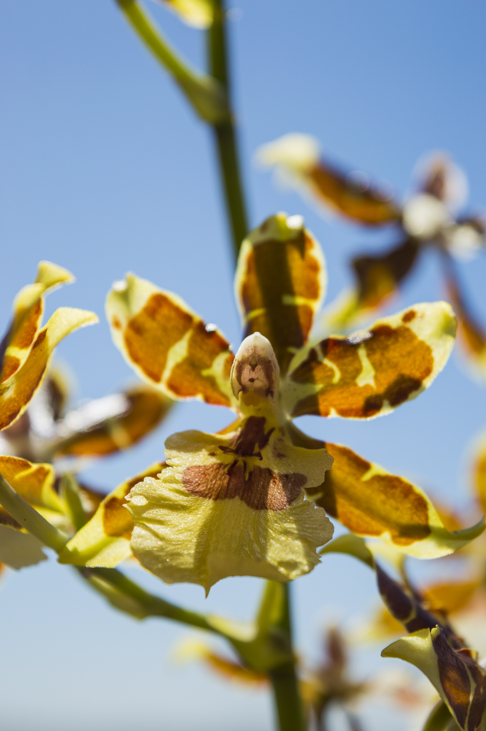 Cambria orchid