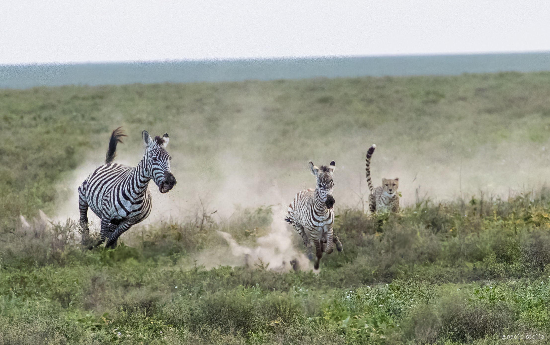 hunting zebra