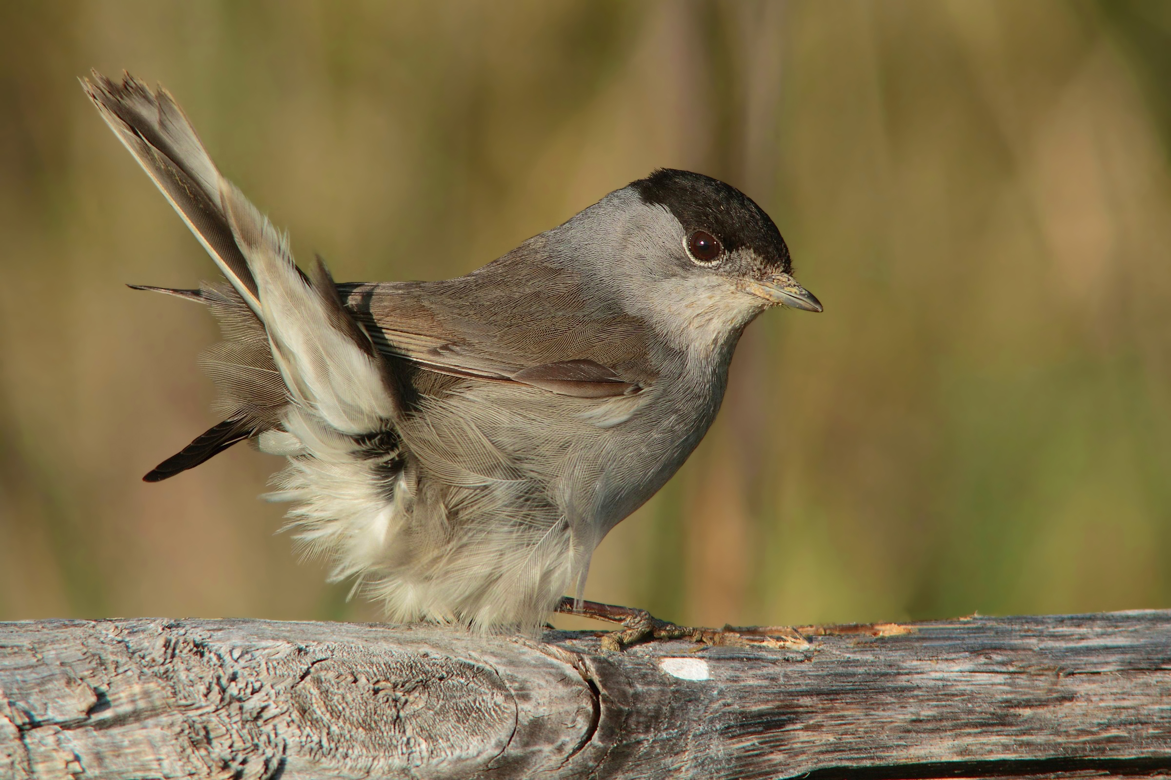 My first blackcap (male) and first HD
