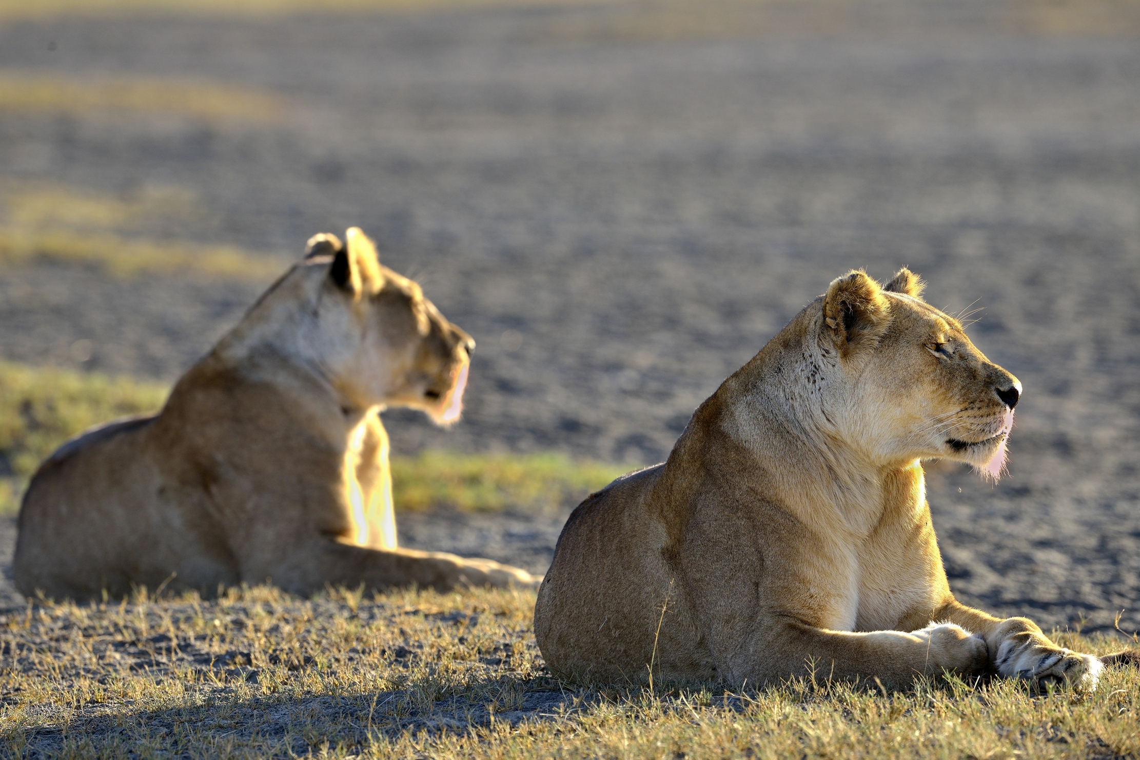 Tanzania 2015 - Leonesse