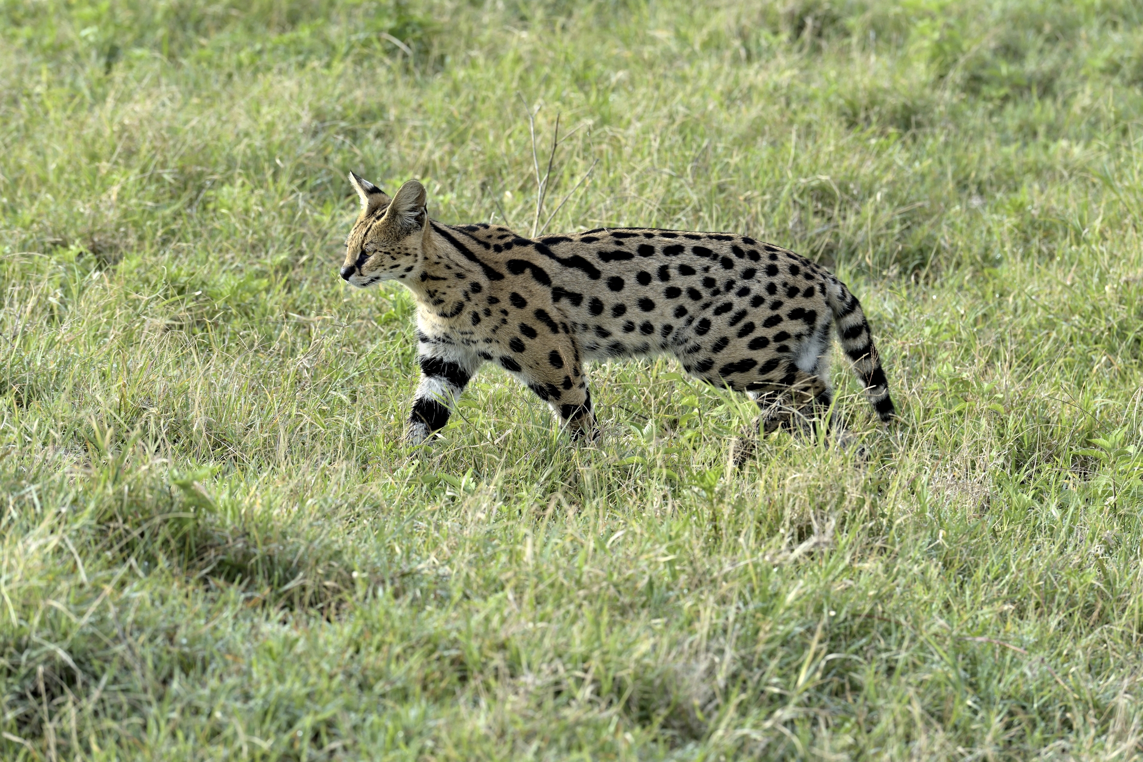 Tanzania 2015 -Serval