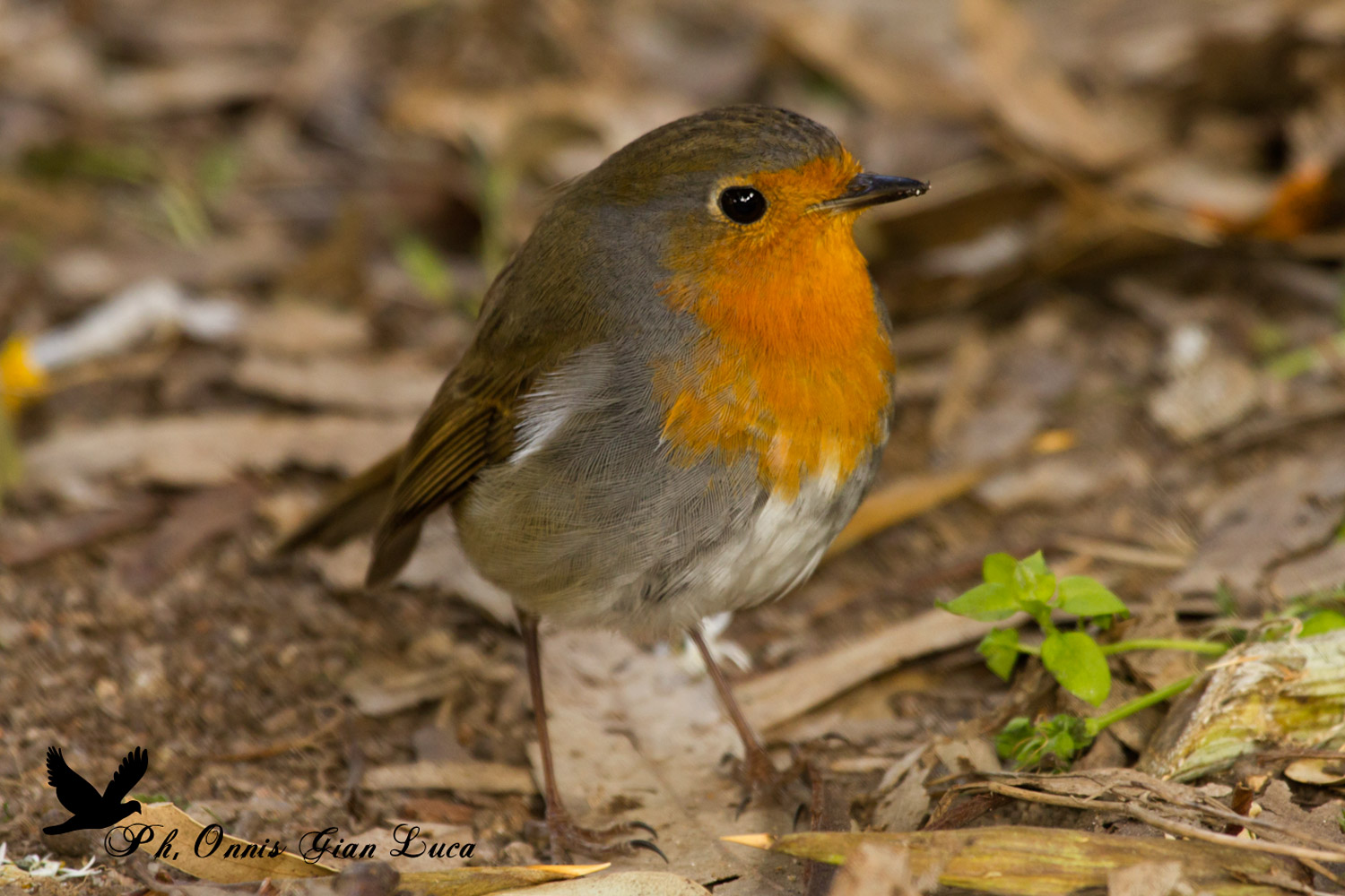 Robin