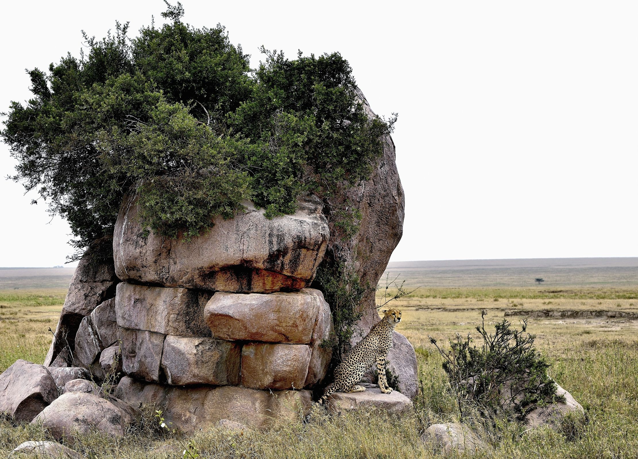 Tanzania 2015 -al piccolo Kopje