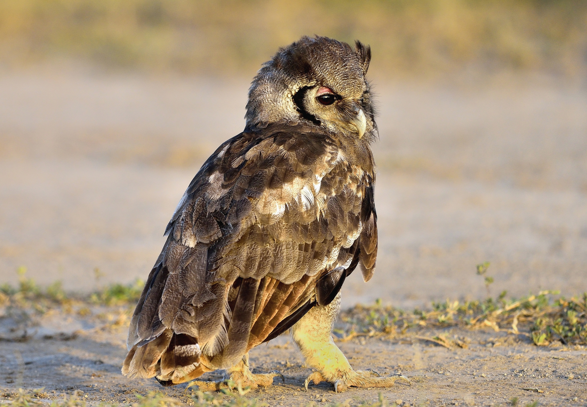Tanzania 2015 - Gufo di Verreaux