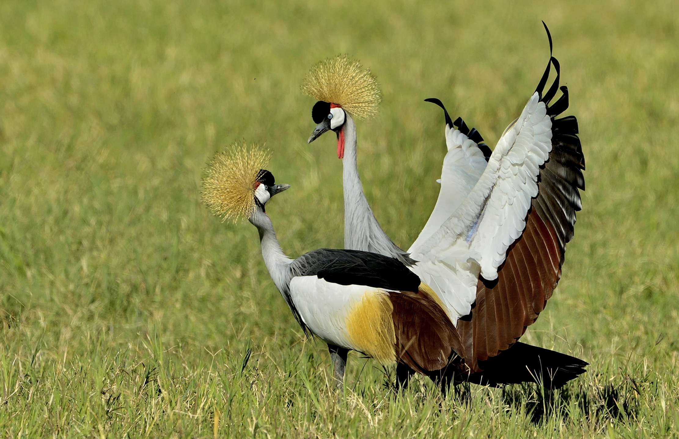 Tanzania 2015 - Gru coronate