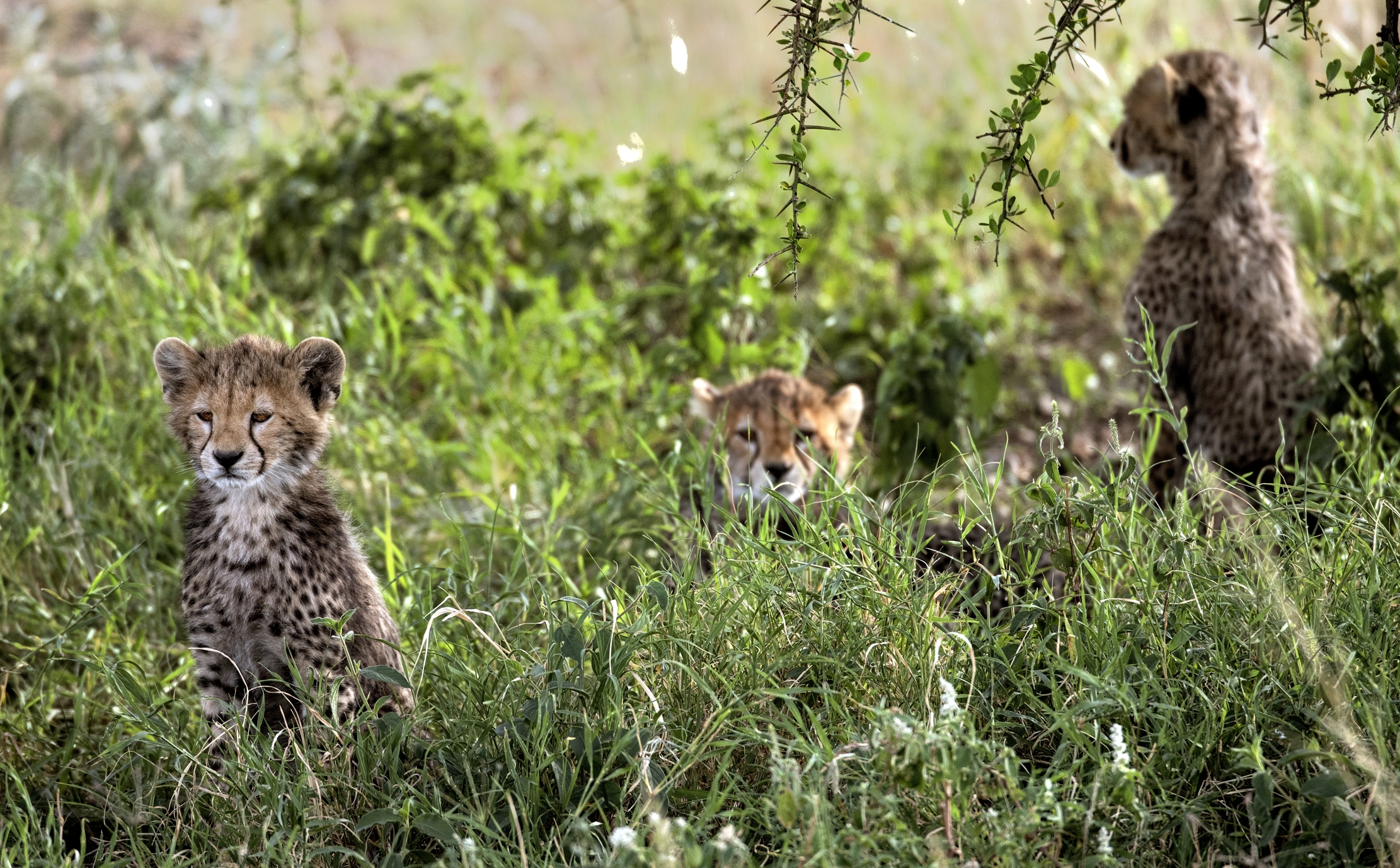 Tanzania 2015 - Ghepardini