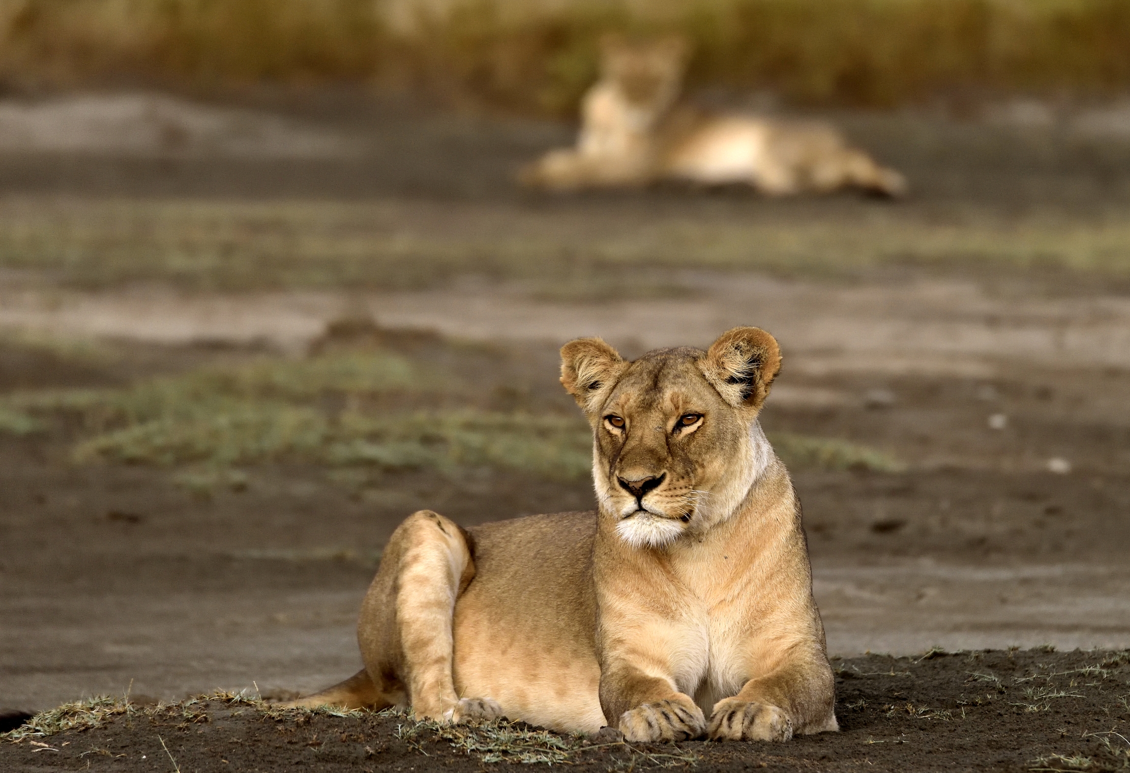 Tanzania 2015 - Alla frescura dell'alba