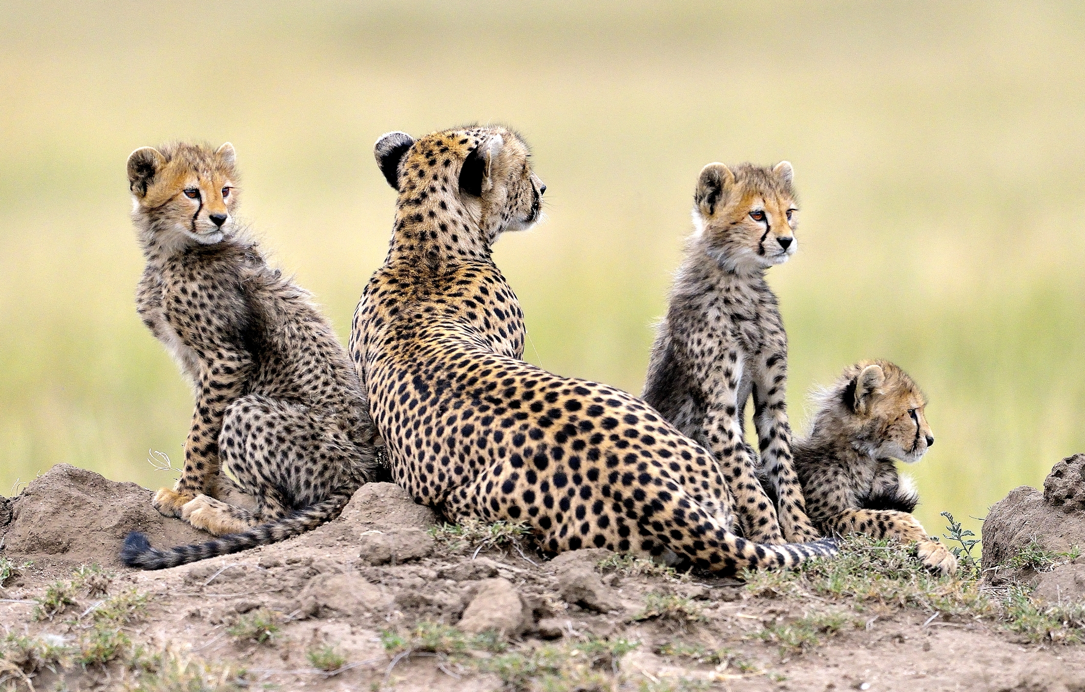 Tanzania 2015 - Alla sera