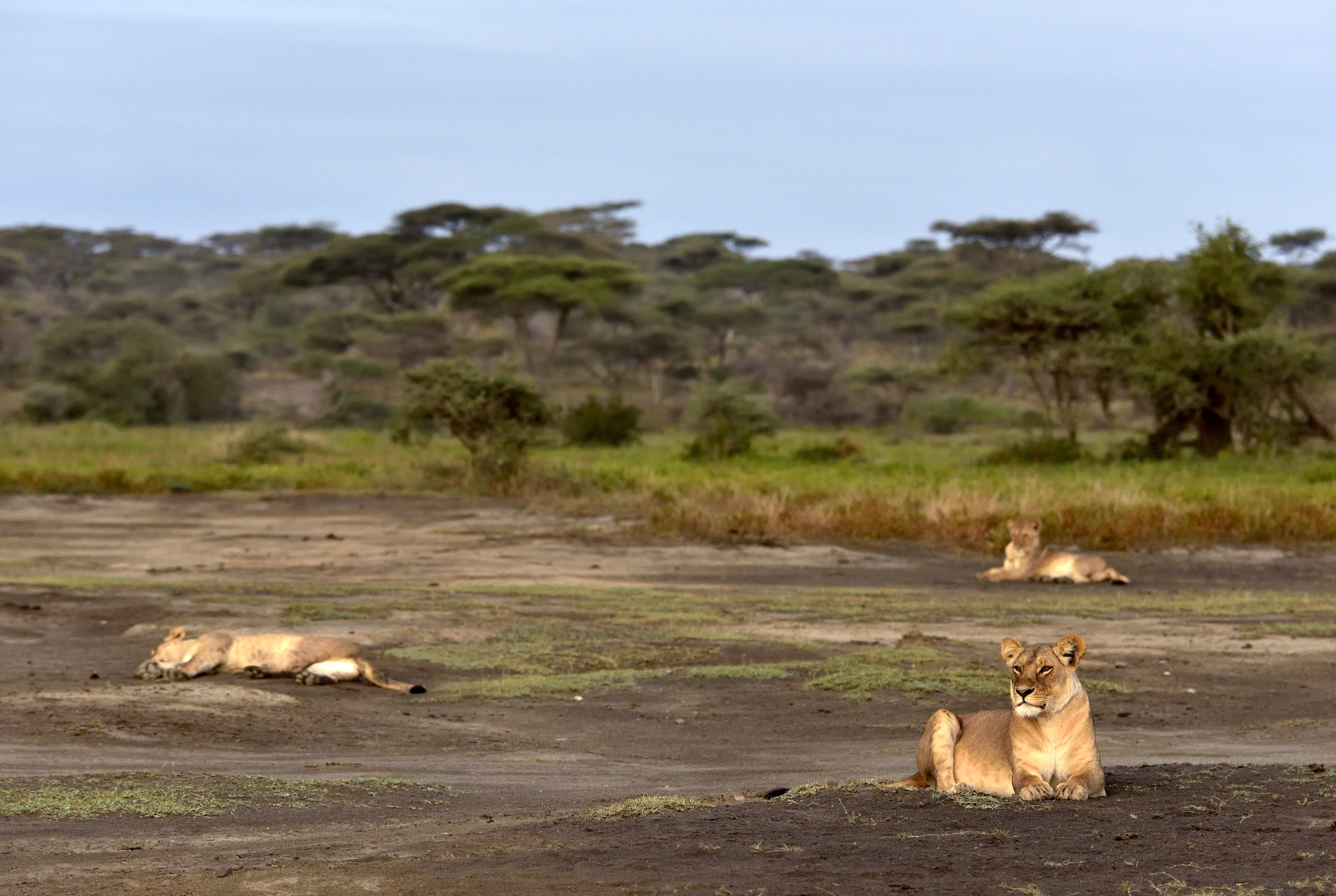 Tanzania 2015 - All'alba