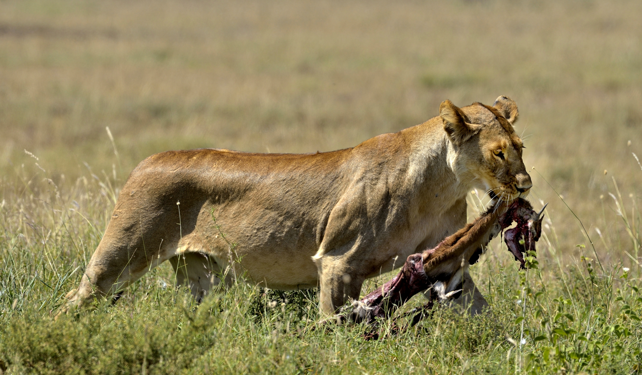 Tanzania 2015 - Corpo del reato