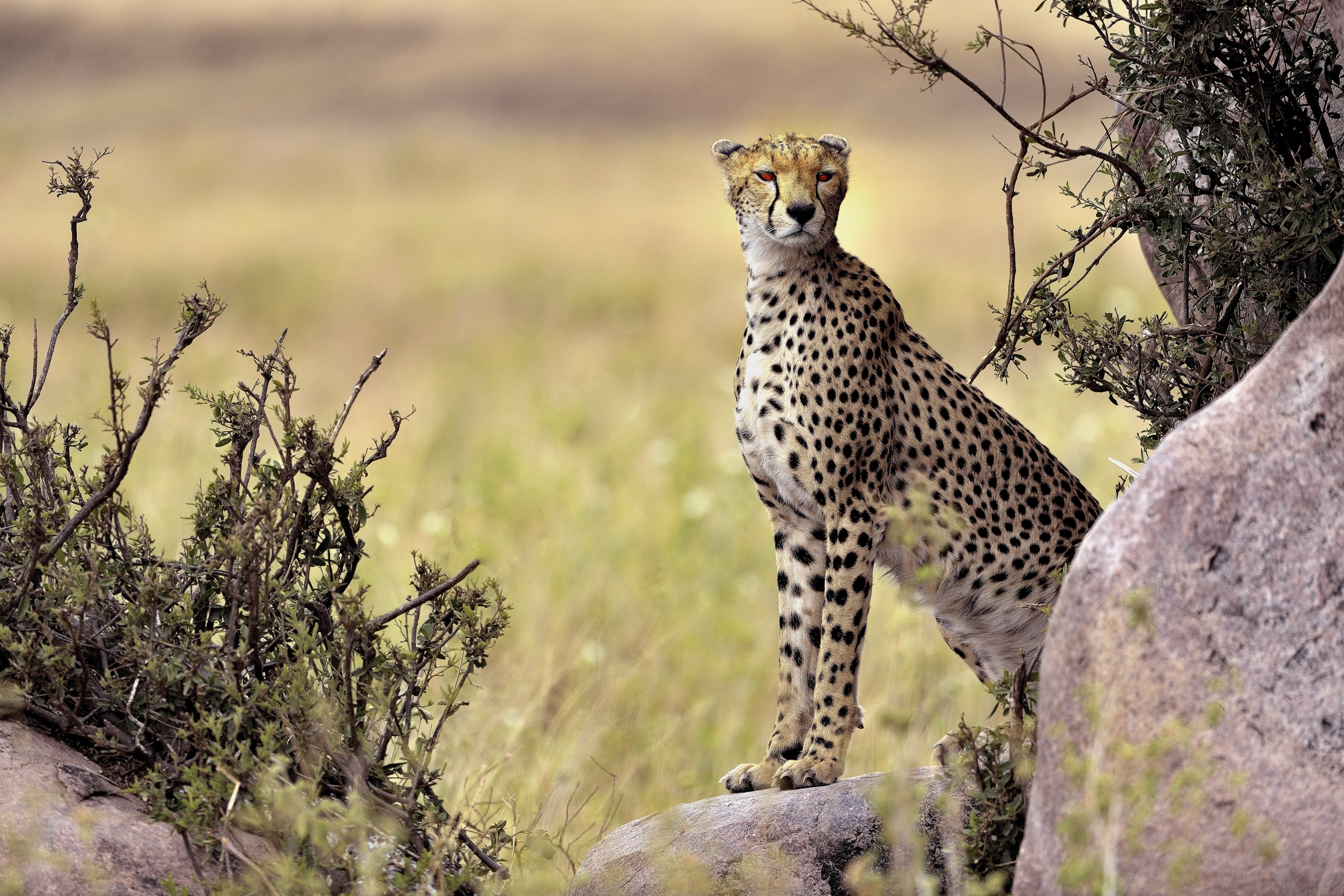 Tanzania 2015 - Sotto kopje